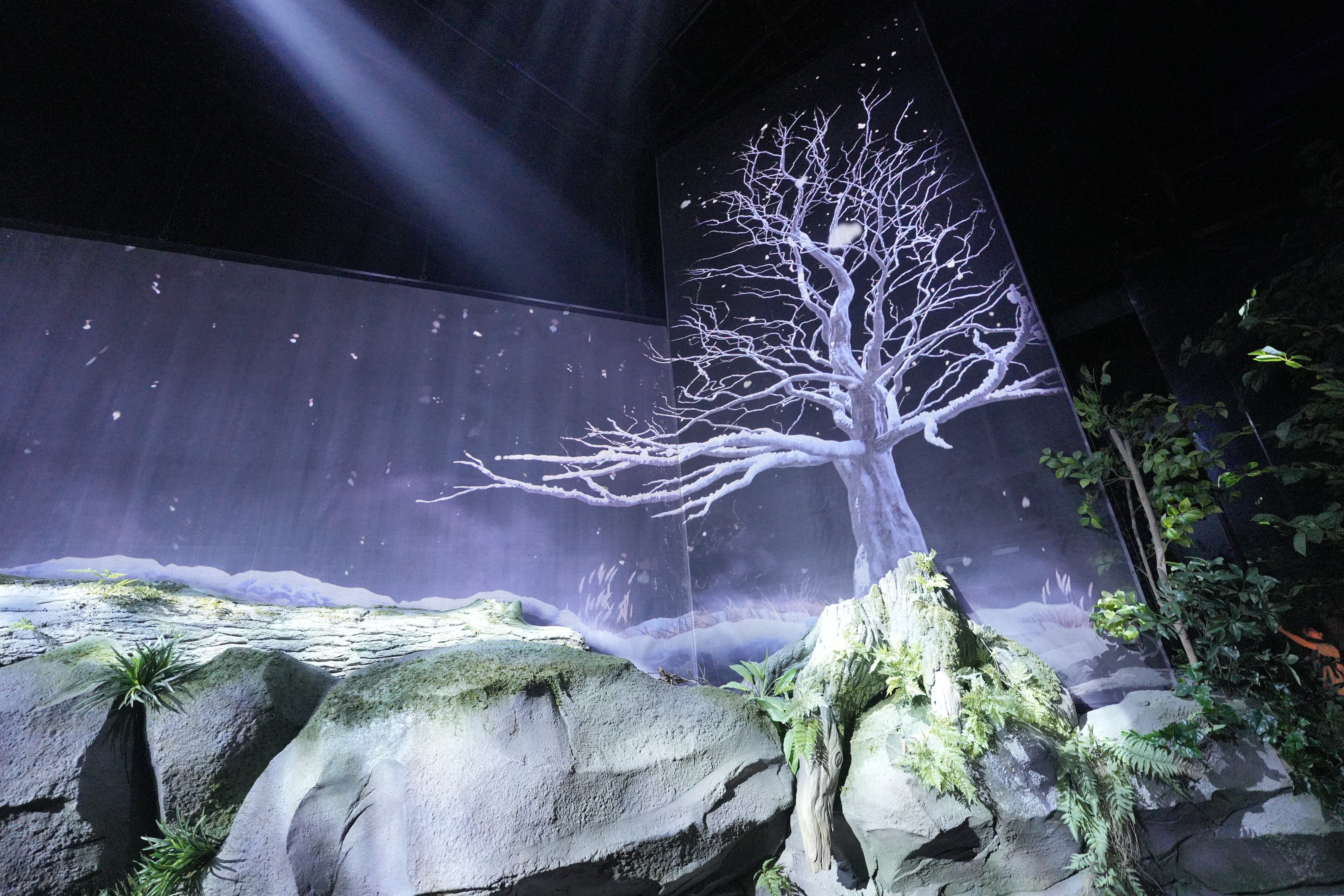 住友館、森の飾り団扇（緑）＋トートバッグセット、大阪関西万博 さぁ、森からはじまる未来へ 大阪・関西万博「住友館」、ついに開館