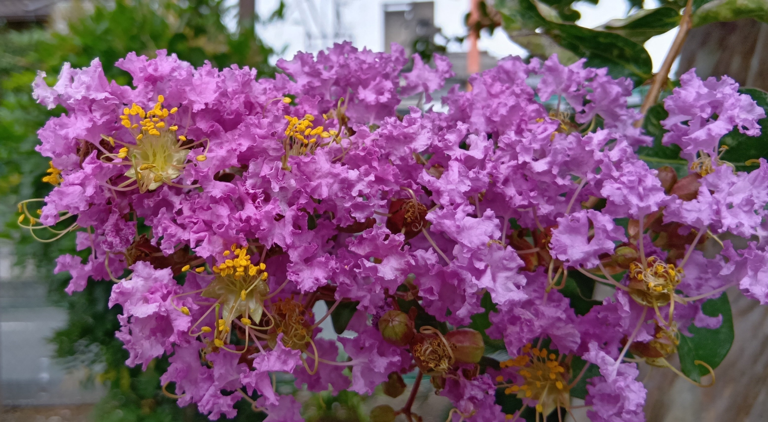 サルスベリ 本株立ち 6本立ち 花(ムラサキ) サルスベリ 本株立ち 6本立ち 花(ムラサキ) サルスベリ 本株立ち 6本立ち