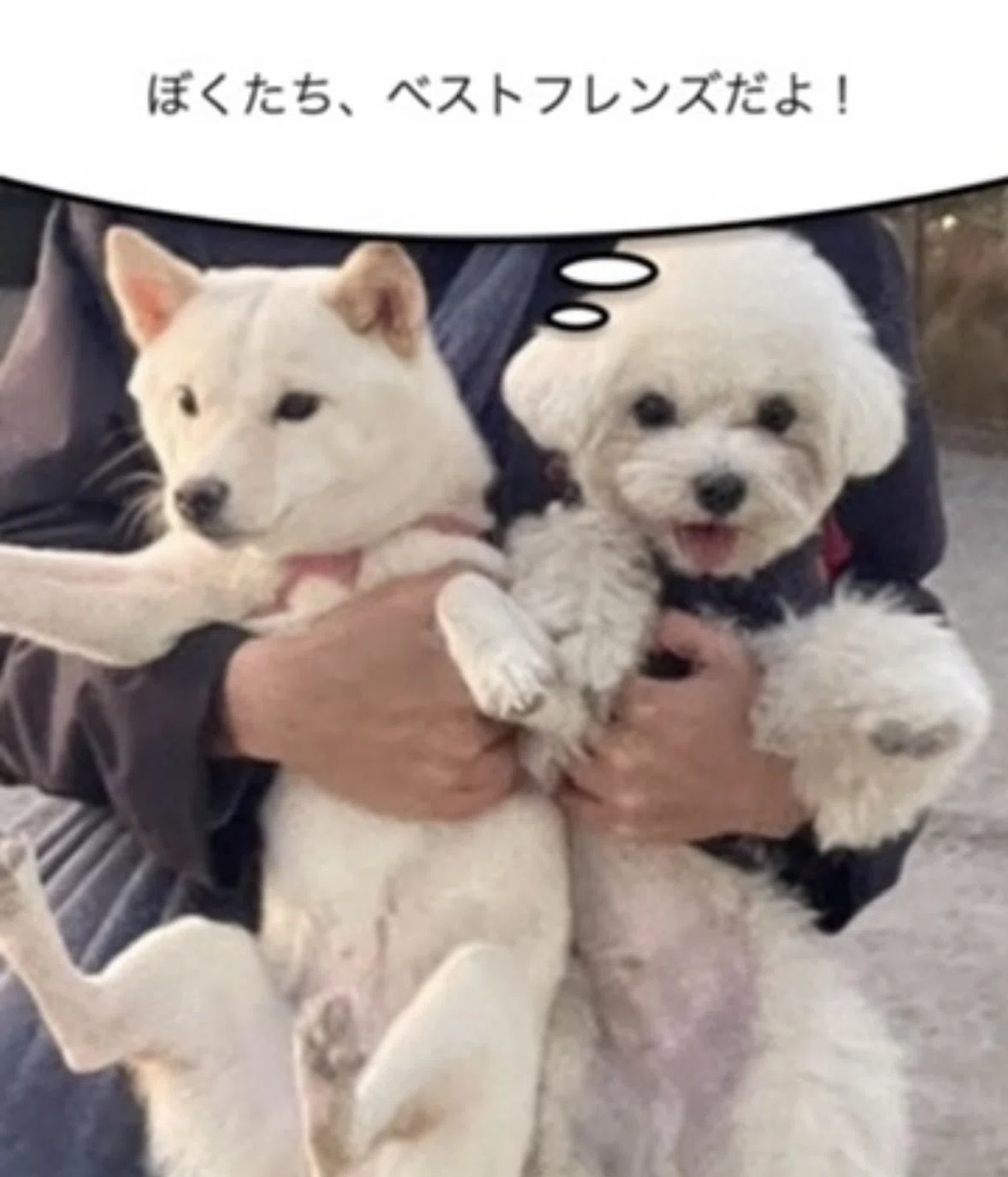 犬を飼うと、出会いが「無限に」増える理由とは？｜ 山野 礁太／ペット