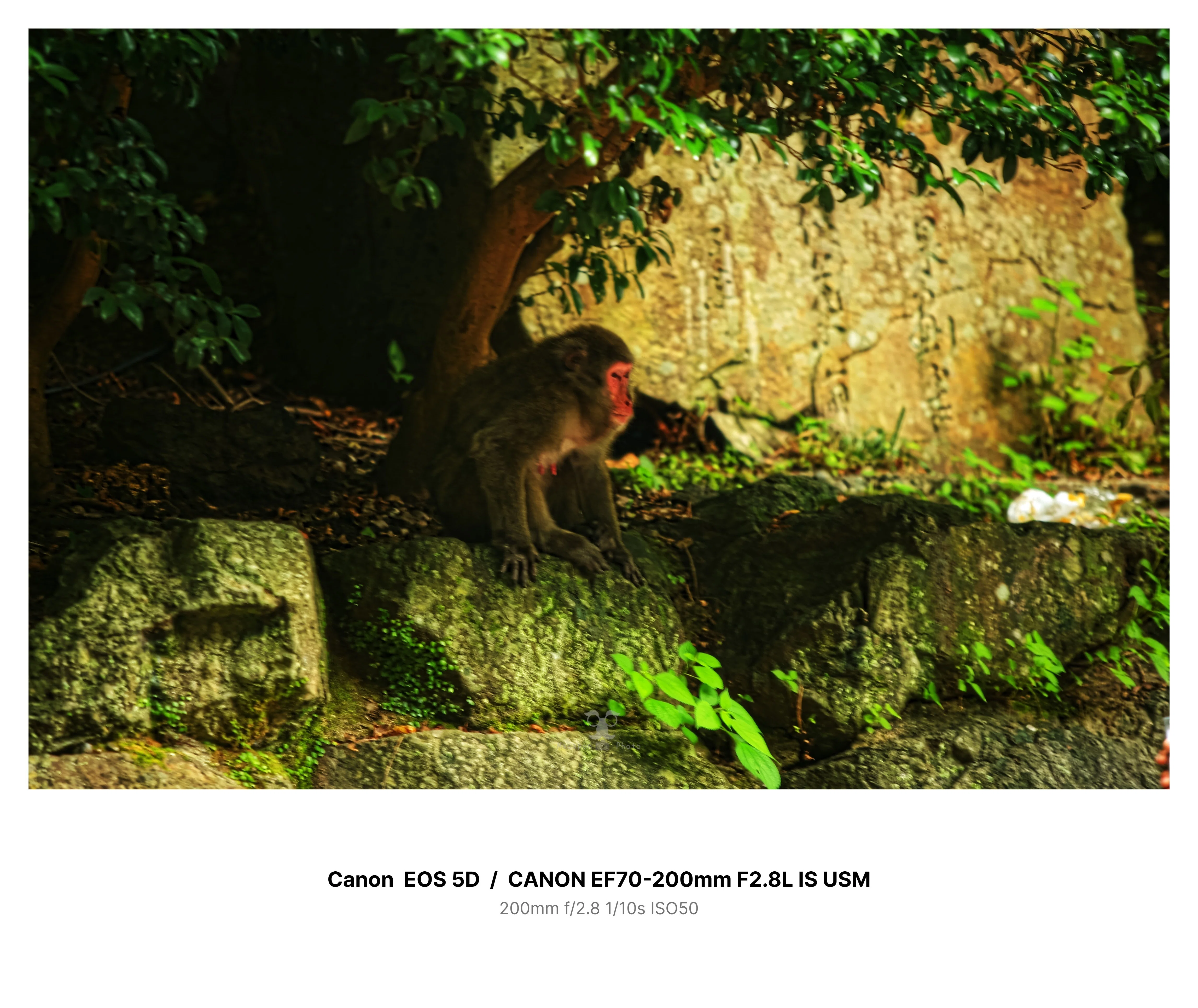 あの日の一枚 ~箕面のサル🐒~｜まかぽん