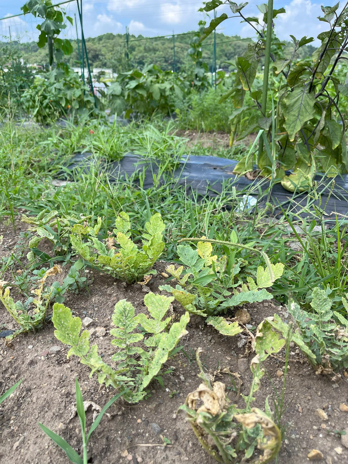 大根と雑草がボーボー生えている写真