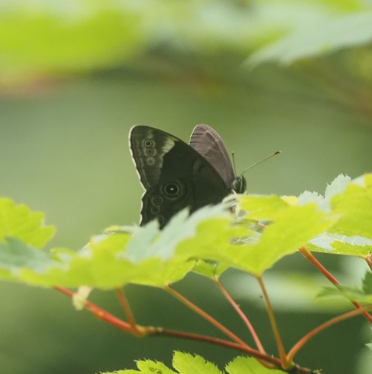 探蝶】高山蝶を探し求めて｜ユーマン