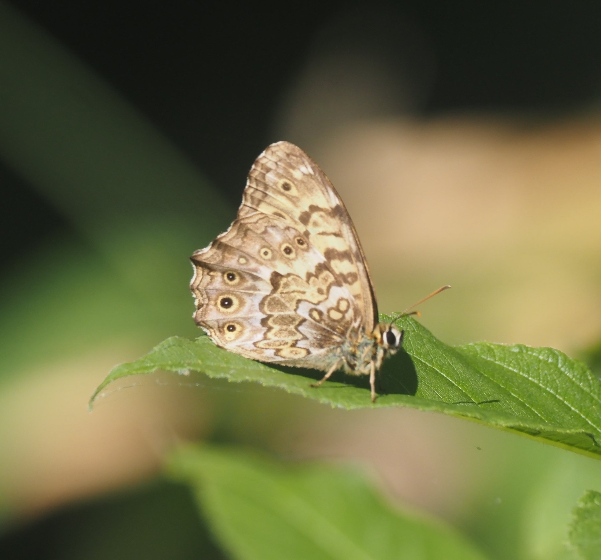 探蝶】高山蝶を探し求めて｜ユーマン