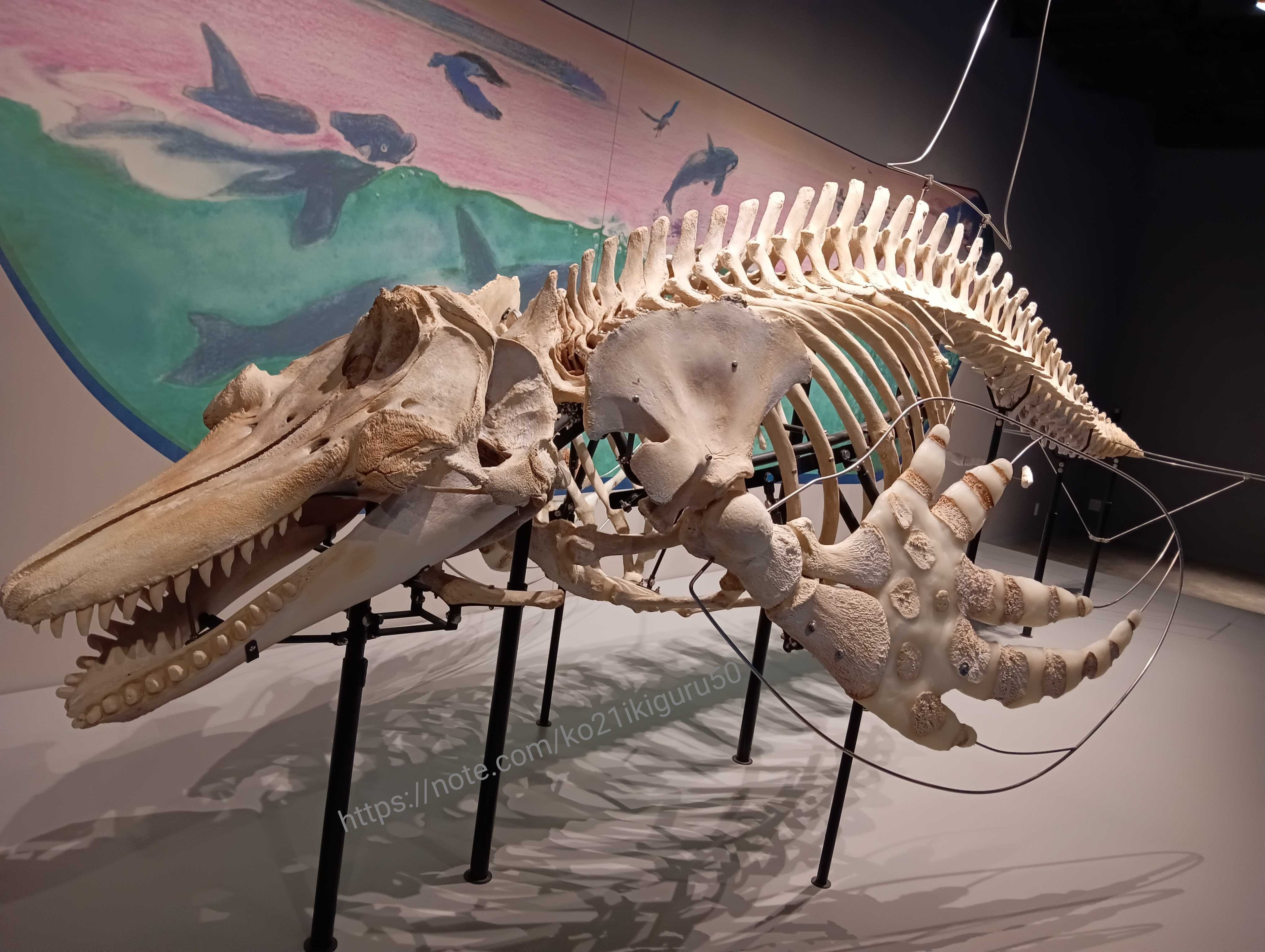 シャチ　歯　牙　希少品　骨董品　クジラ　イルカ　ハンドメイド シャチ 歯 牙 希少品 骨董品 クジラ イルカ ハンドメイド 【公式通販