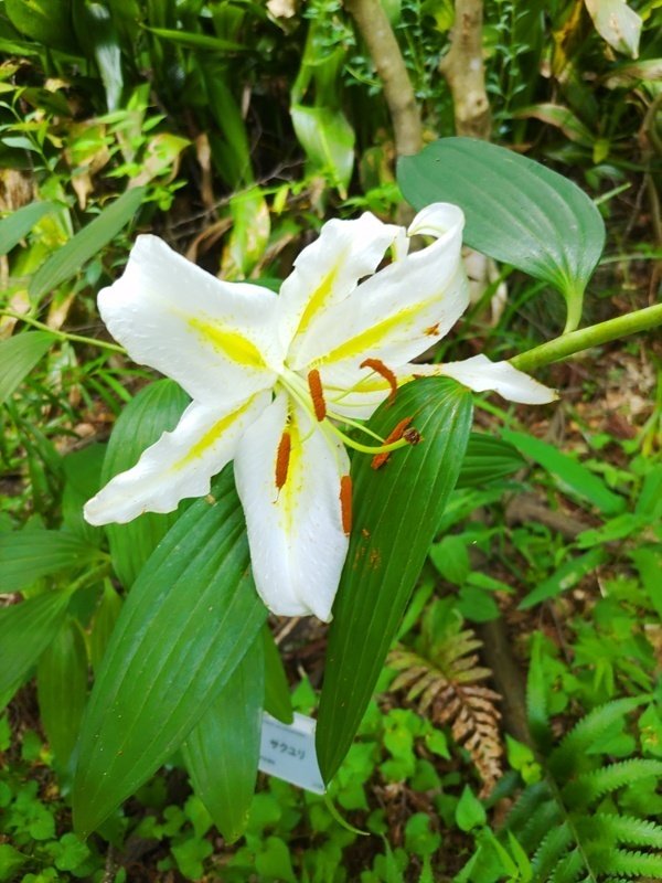 ユリ☆ ユリ分類表【かぎけんWEB】