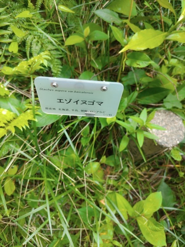 ユリの花咲く夏の森（京都府立植物園7月11日）｜語る鷲