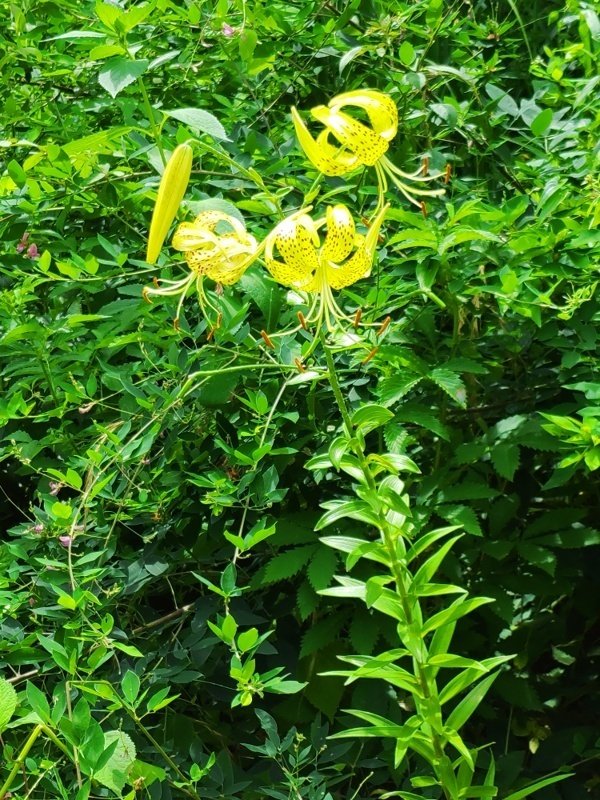 ユリの花咲く夏の森（京都府立植物園7月11日）｜語る鷲