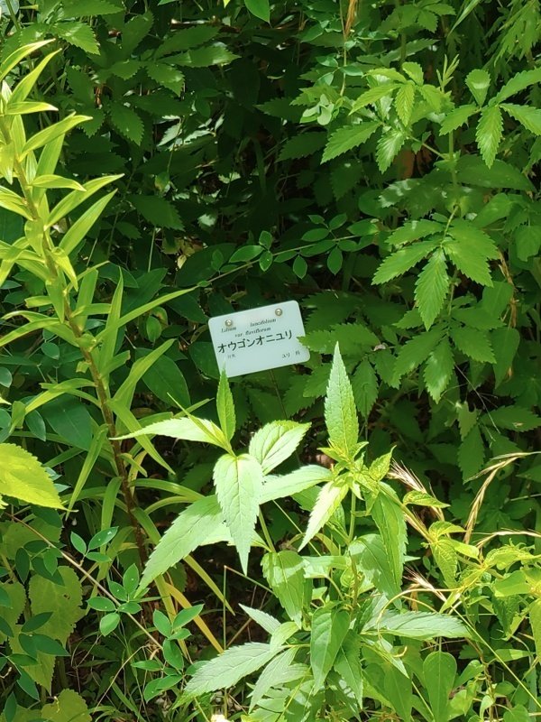 ユリの花咲く夏の森（京都府立植物園7月11日）｜語る鷲