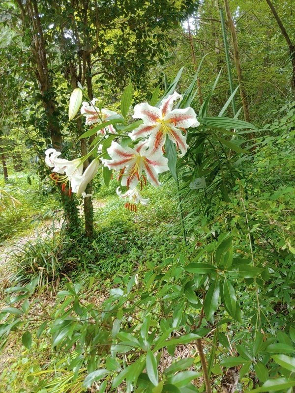 ユリ☆ ユリの花咲く夏の森（京都府立植物園7月11日）｜語る鷲