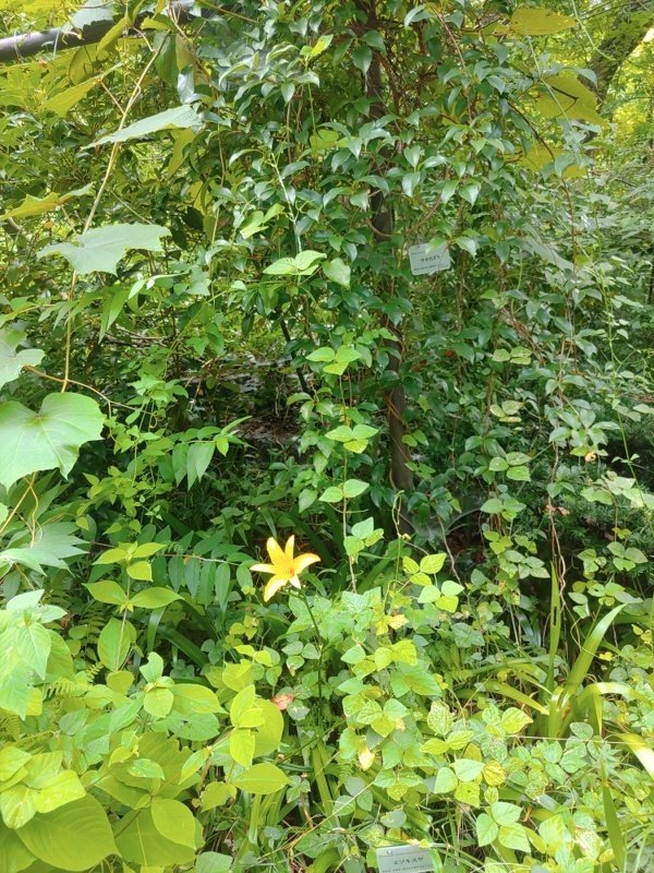 ユリの花咲く夏の森（京都府立植物園7月11日）｜語る鷲