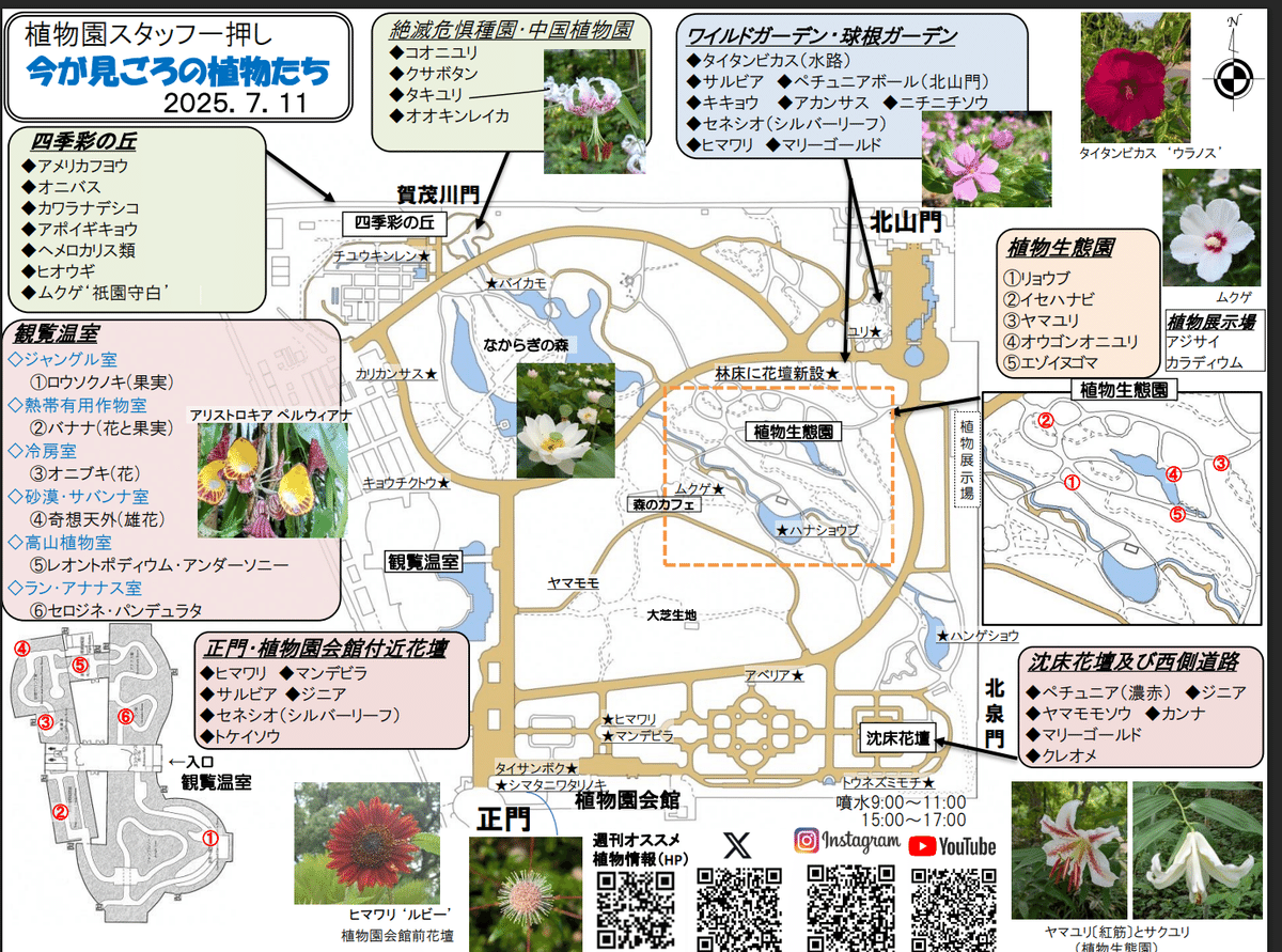 ユリの花咲く夏の森（京都府立植物園7月11日）｜語る鷲