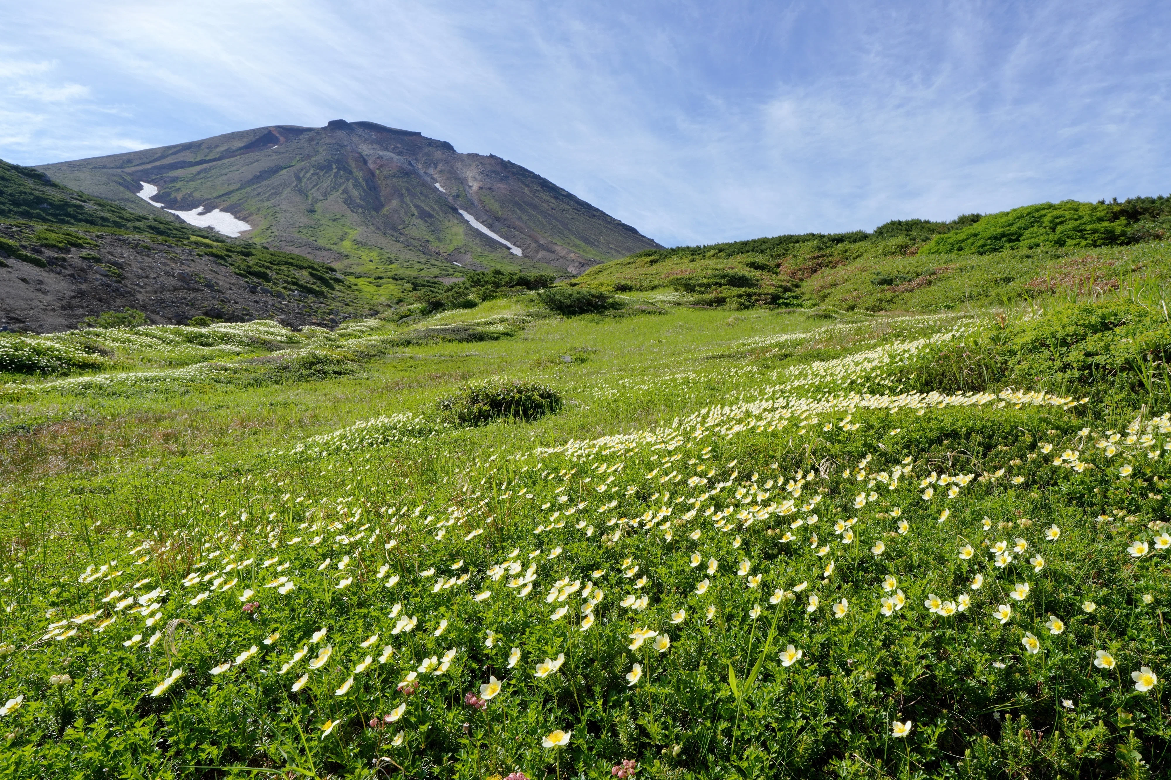 裾合平のチングルマ｜風景写真 四季の山旅