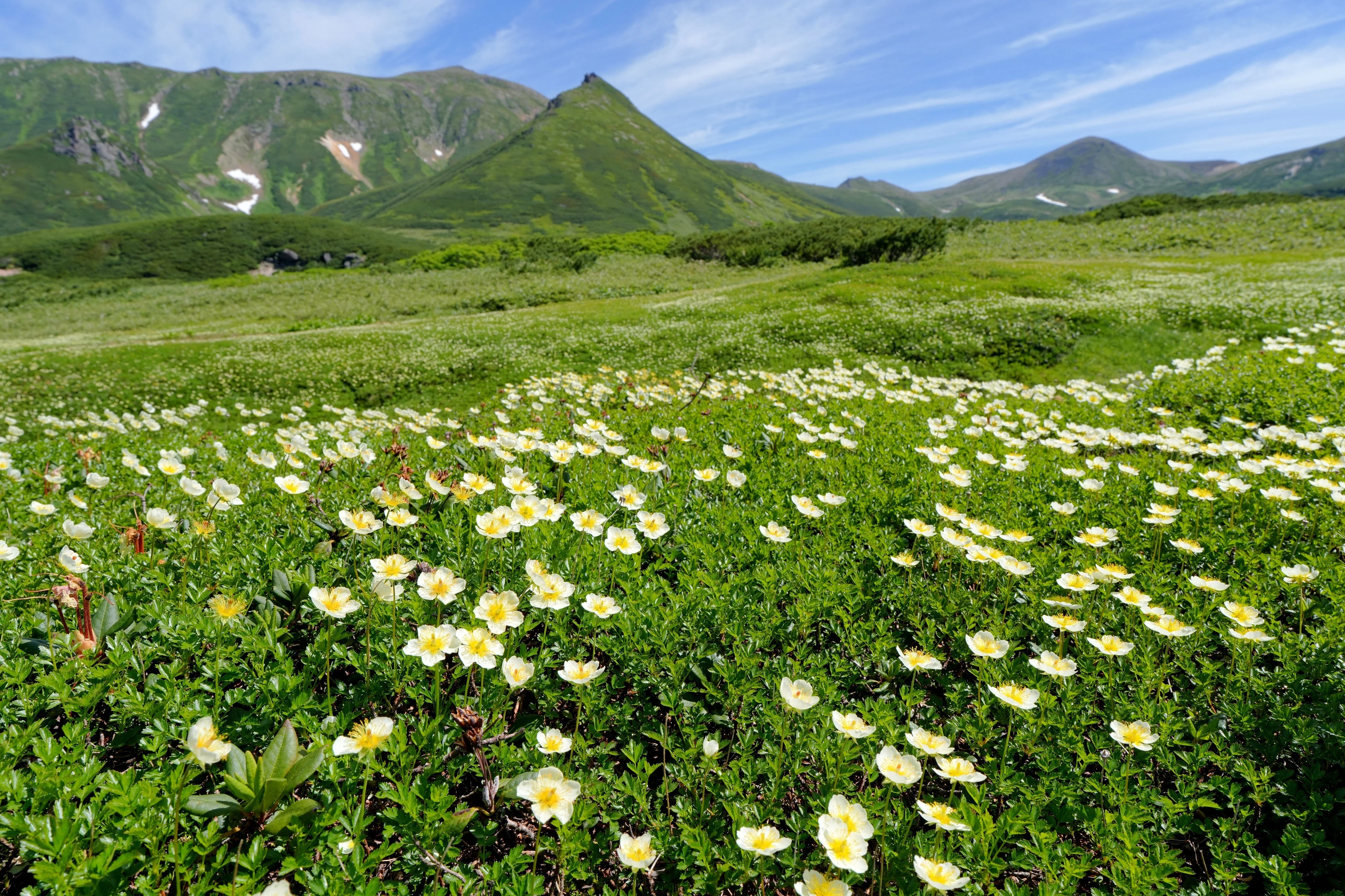 裾合平のチングルマ｜風景写真 四季の山旅