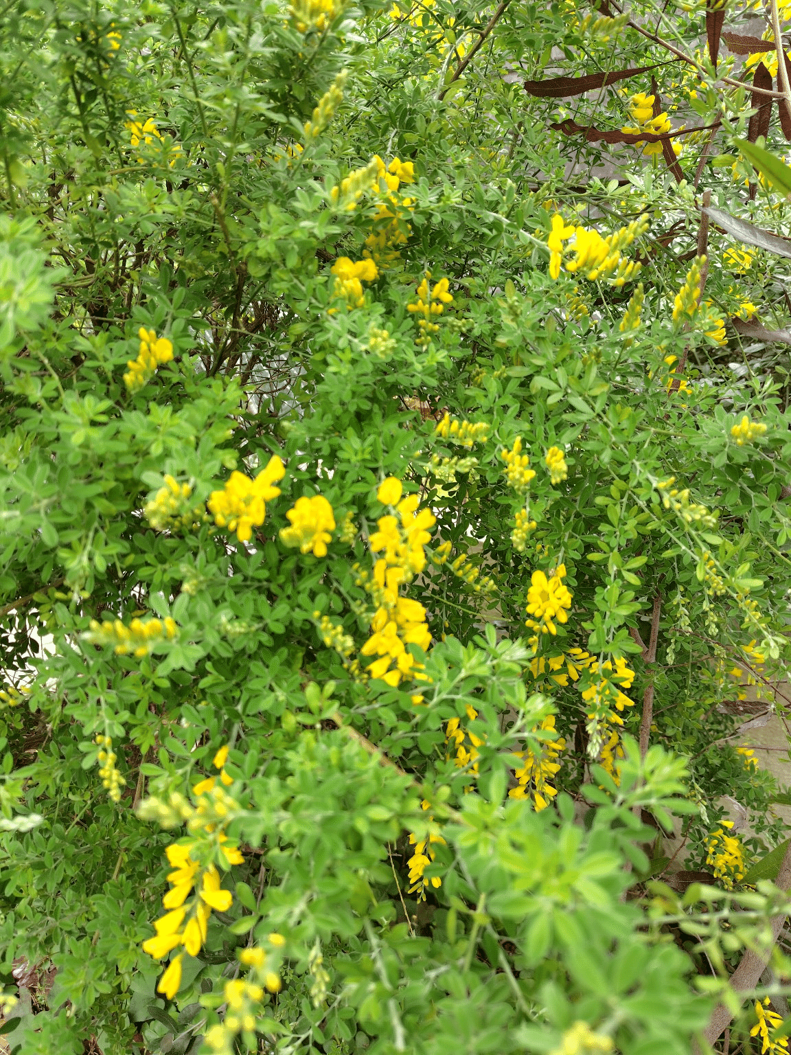 お花＊確認用です 花束 お祝い用（おまかせ） Sサイズ：花束・ブーケ 花束(大きめ