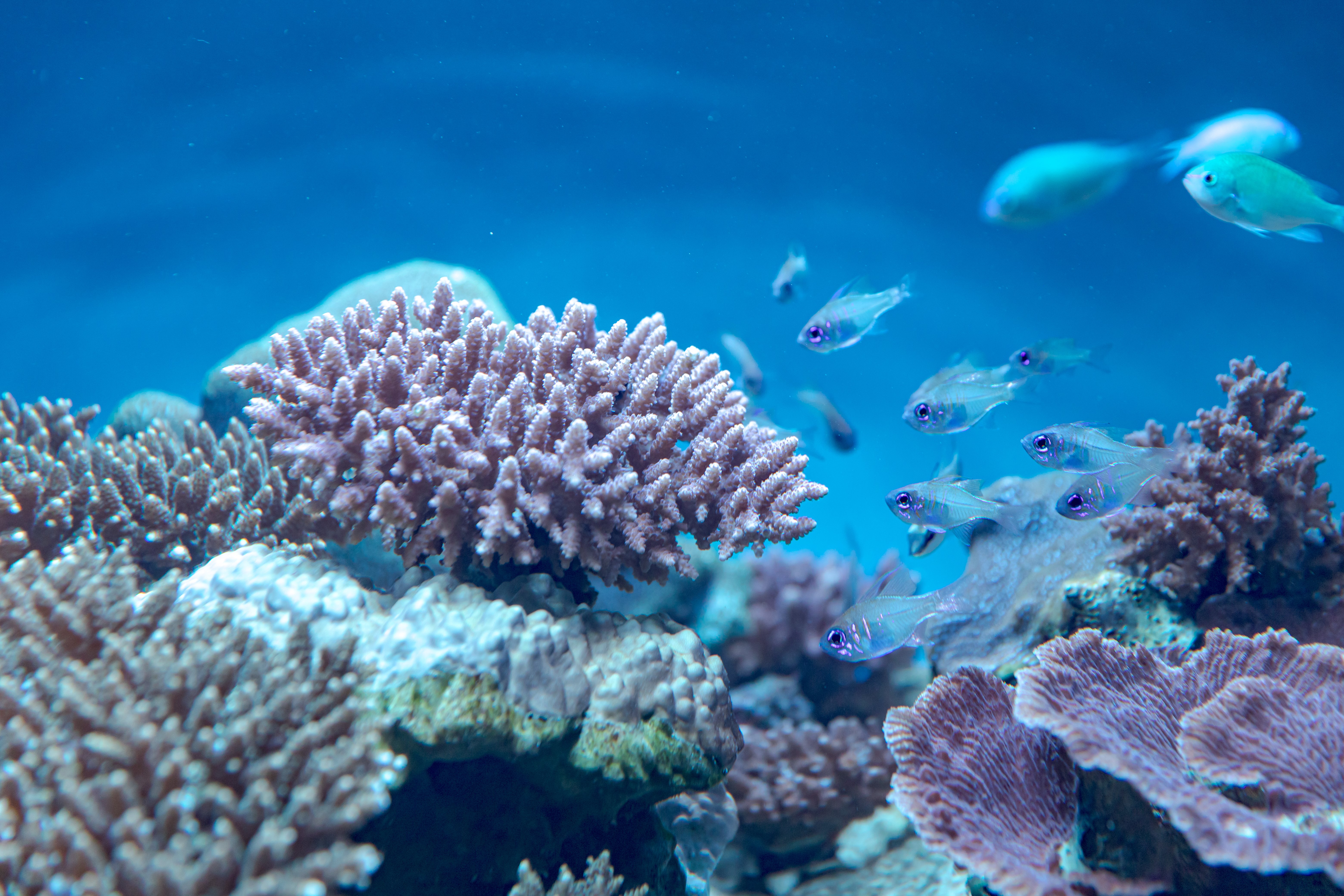 水族館の幻想的な世界を支える、京セラのLED照明「CERAPHIC®」のひみつ