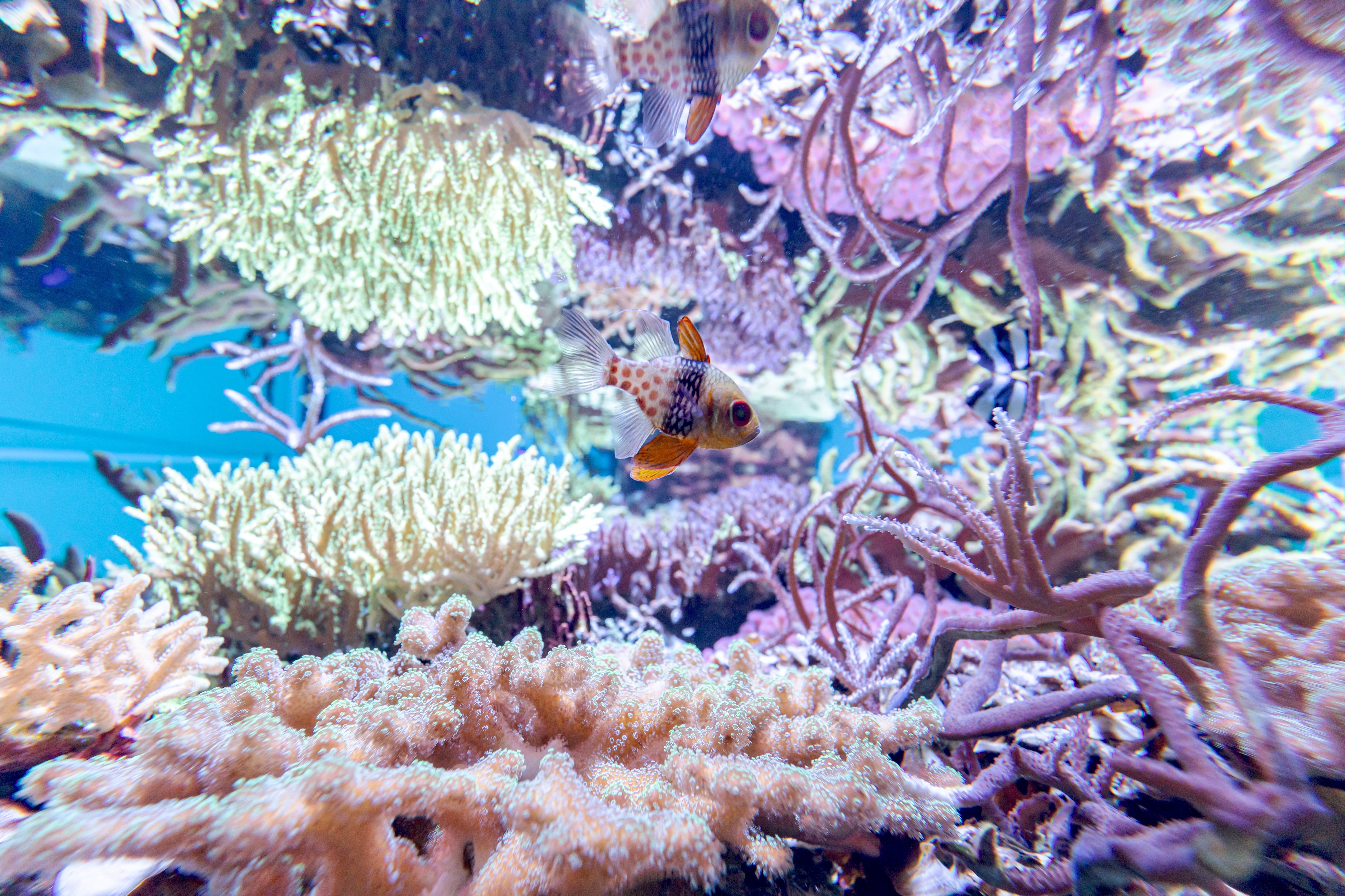 水族館の幻想的な世界を支える、京セラのLED照明「CERAPHIC®」のひみつ