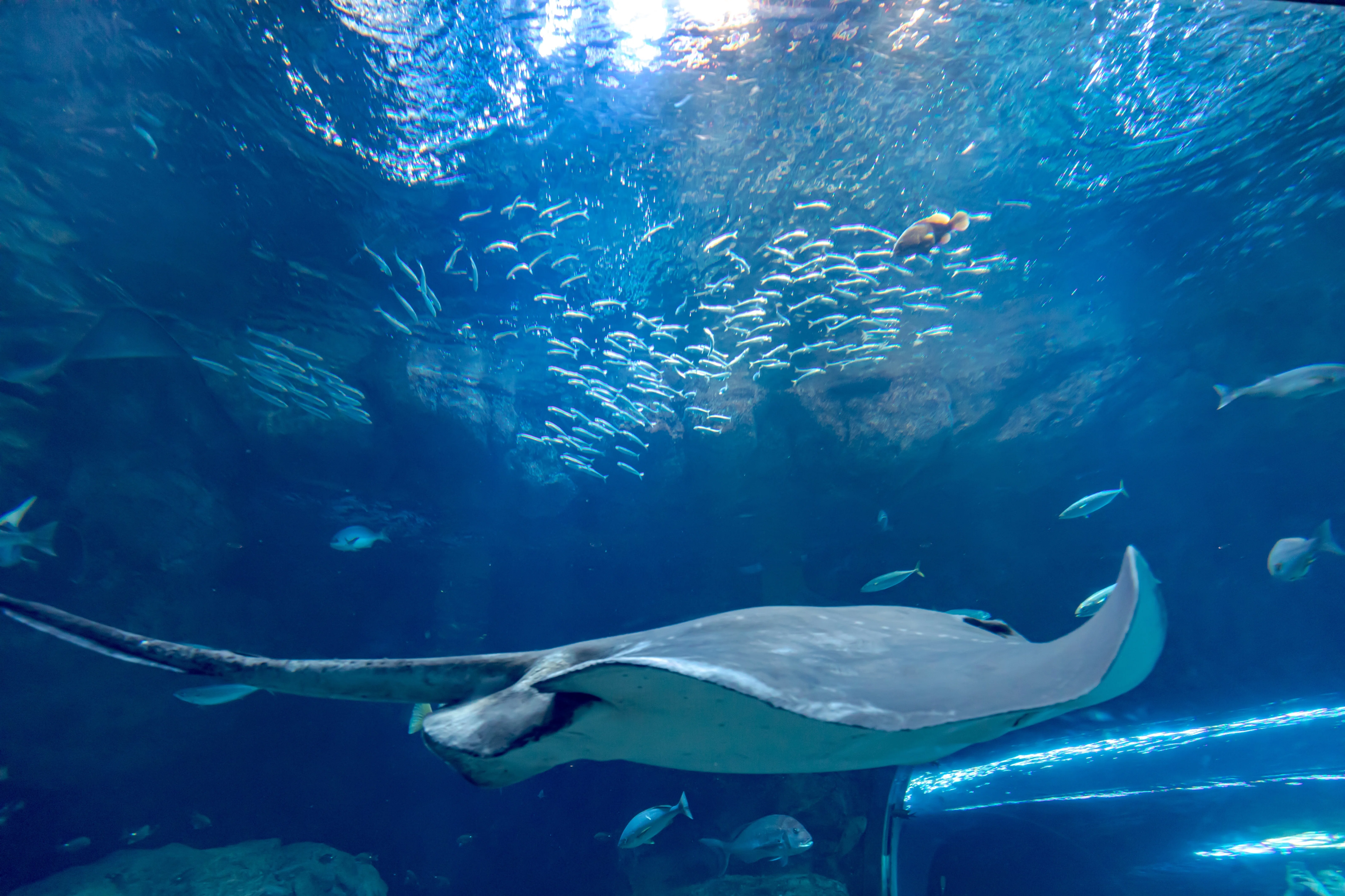 水族館の幻想的な世界を支える、京セラのLED照明「CERAPHIC®」のひみつ