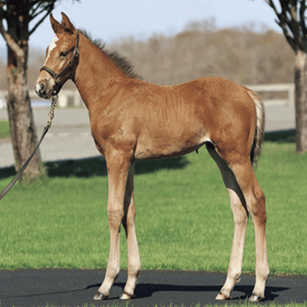 クラブ関連セレクトセール落札馬(2025年 当歳)｜Key 【一口馬主手帳】