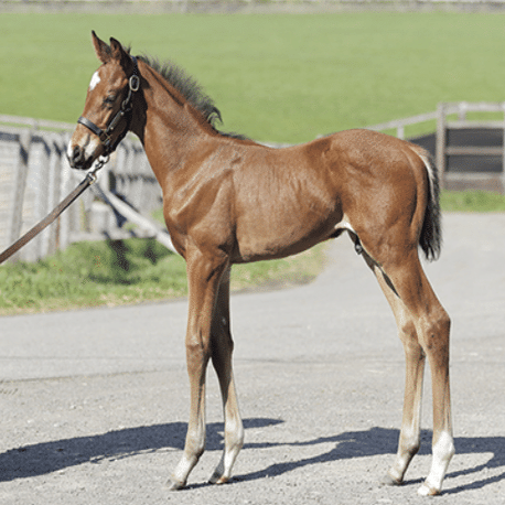 クラブ関連セレクトセール落札馬(2025年 当歳)｜Key 【一口馬主手帳】