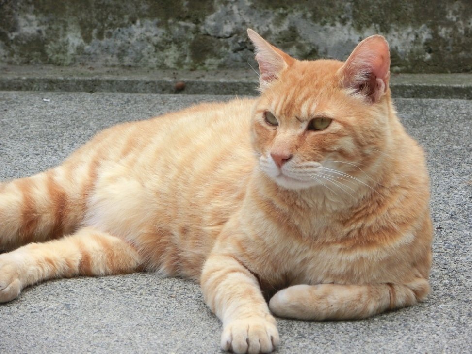 茶トラ猫”にこだわってしまう理由｜トラミヤ