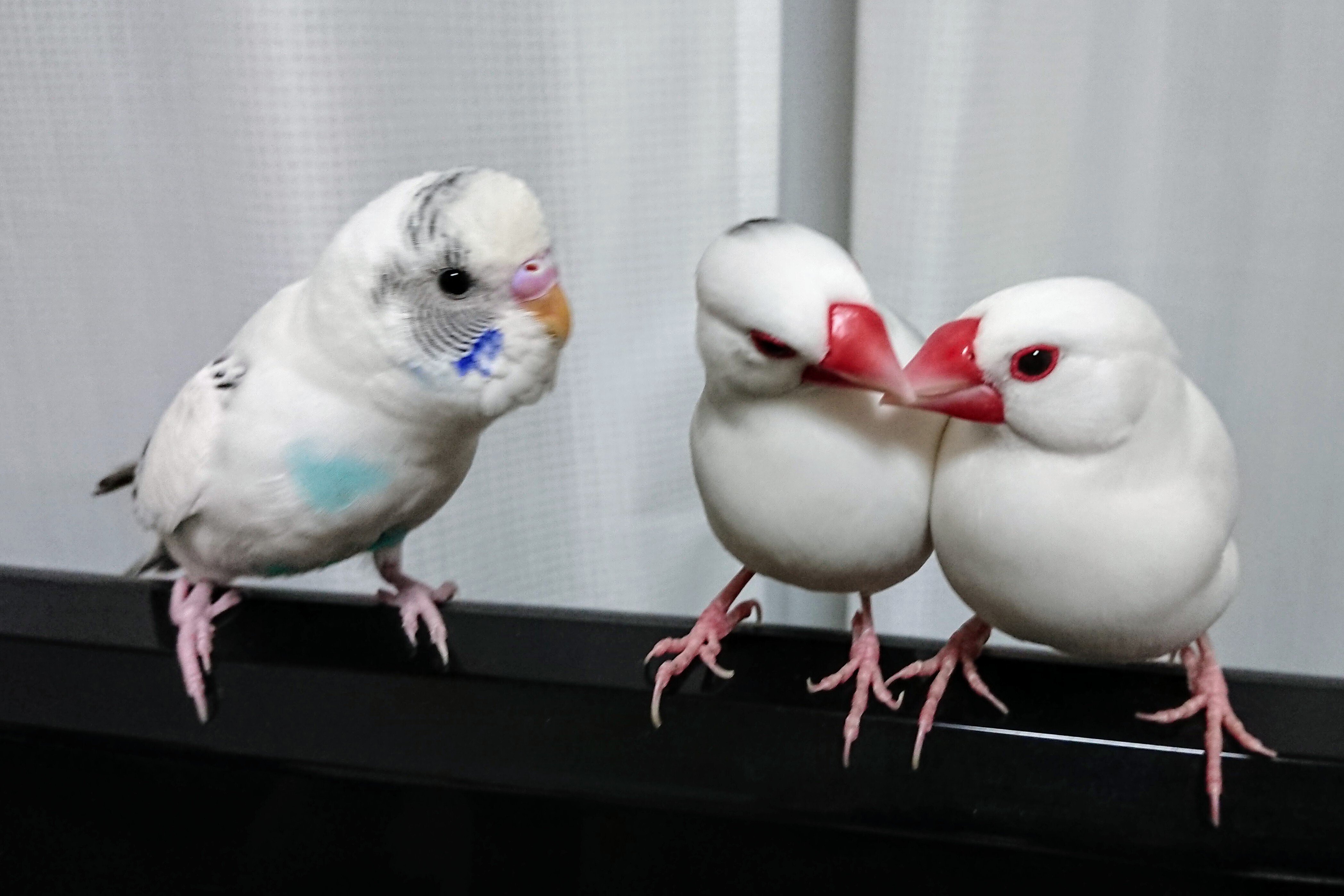 シンガポール旅行④バードパラダイスで距離感のバグった鳥たちを