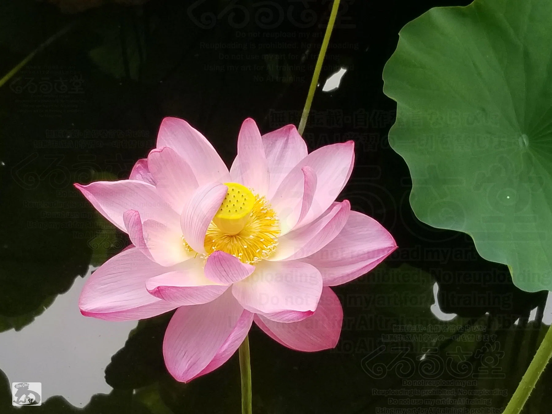 くろうさ堂：上野・不忍池の満開の蓮の花.｜RON-CHO