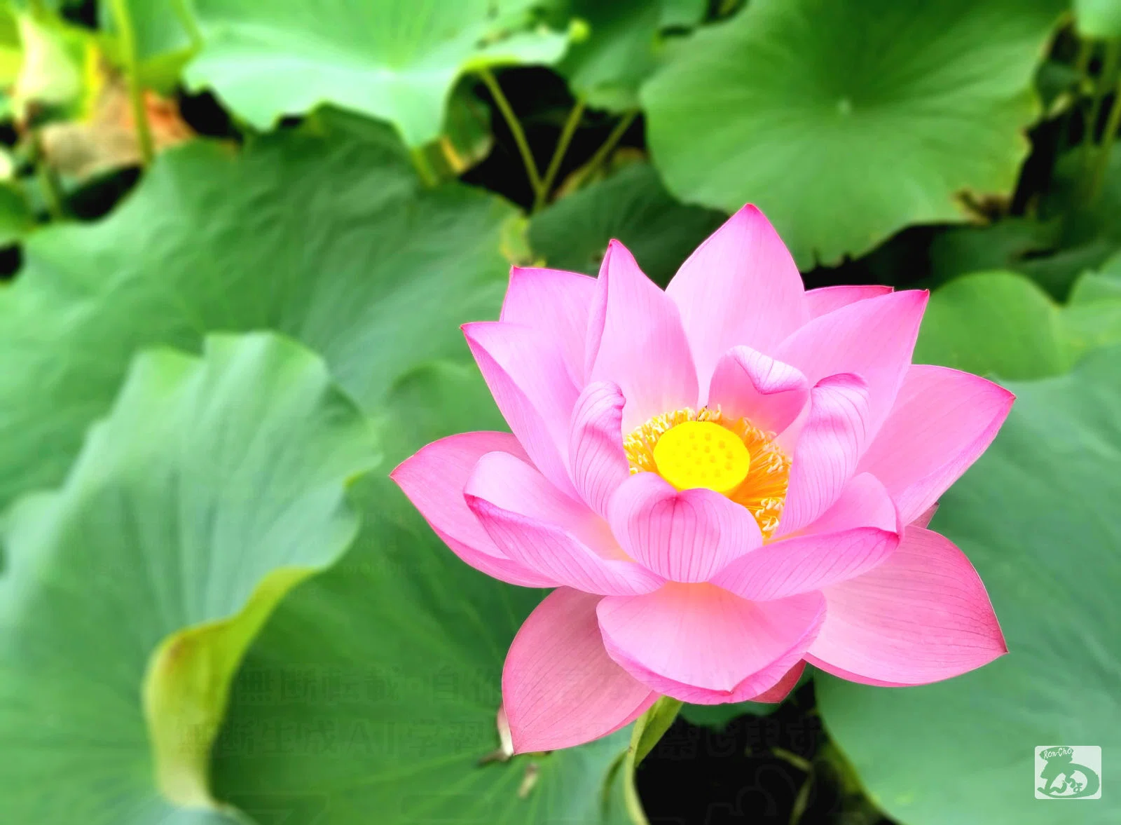 くろうさ堂：上野・不忍池の満開の蓮の花.｜RON-CHO