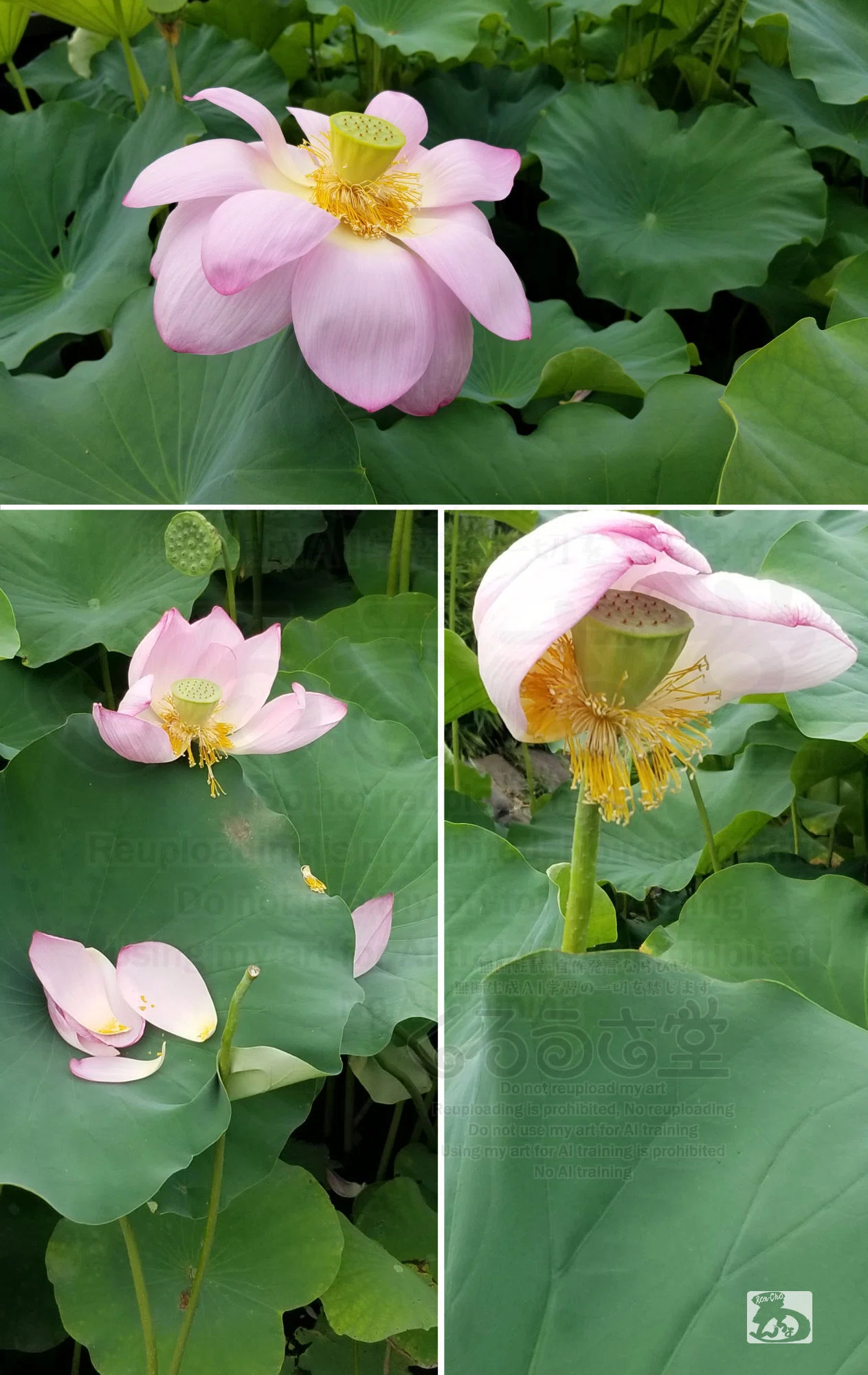 くろうさ堂：上野・不忍池の満開の蓮の花.｜RON-CHO