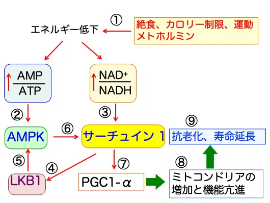 199ケトン体療法（その2）：メトホルミンはケトン体合成を高める｜福田 一典｜銀座東京クリニック 