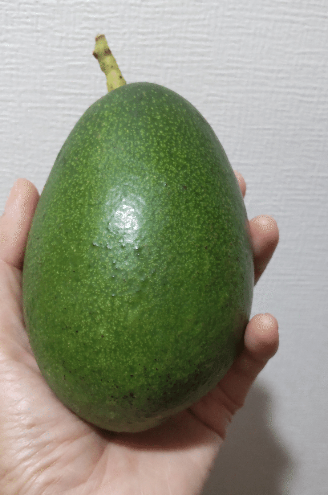 アボカド アボカドの品種個性｜河内農園