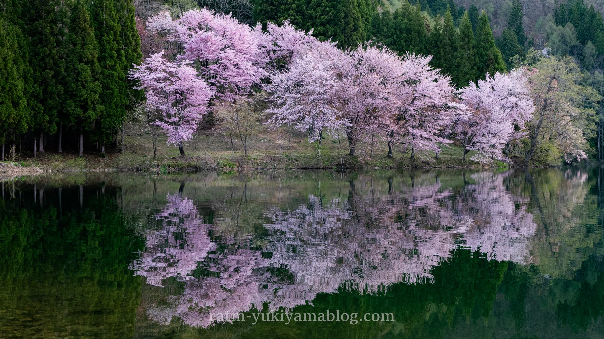 湖面に映る桜が美しい中綱湖｜Nikon Zfで撮る絶景スポット【長野・大町