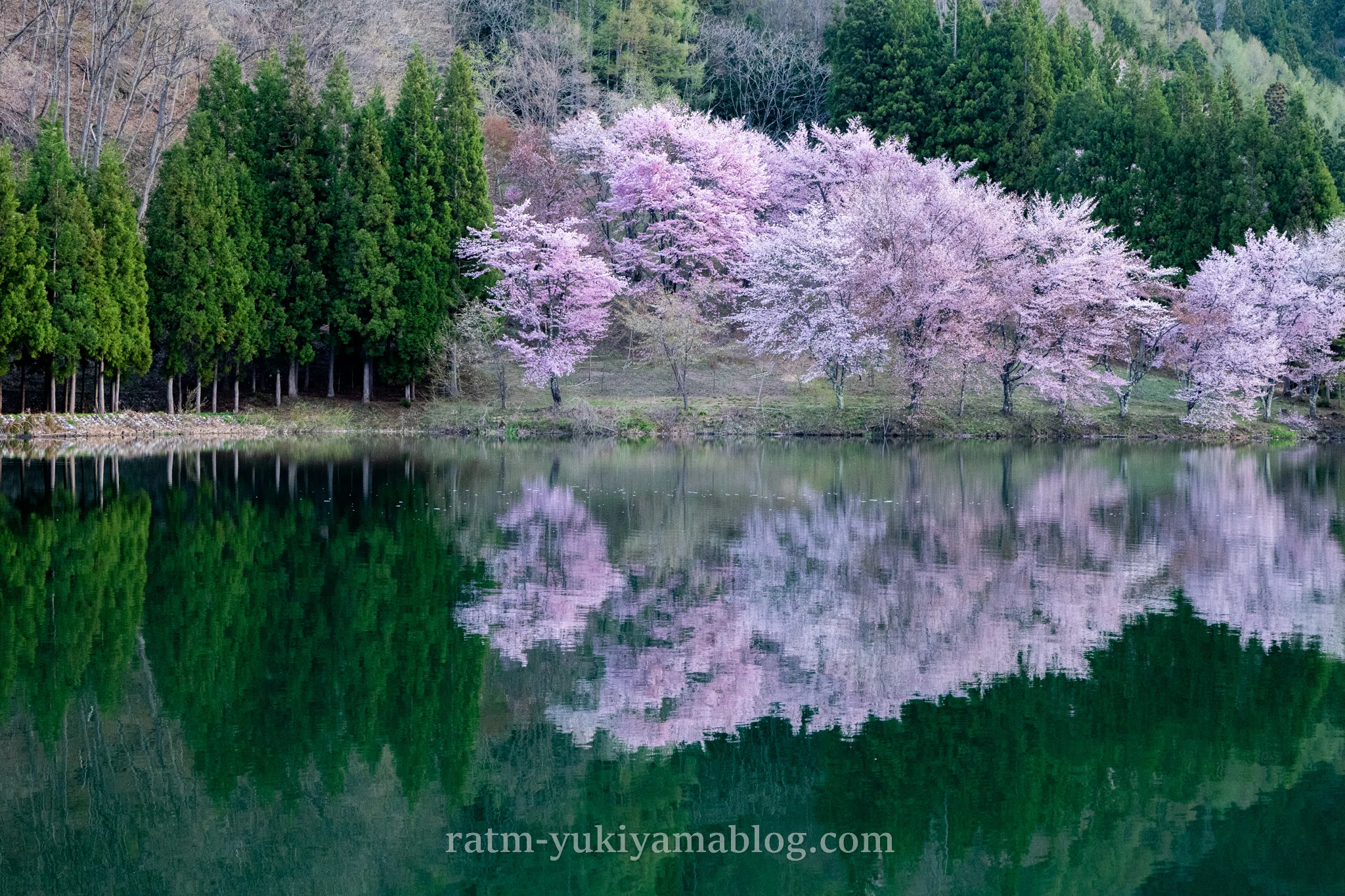 湖面に映る桜が美しい中綱湖｜Nikon Zfで撮る絶景スポット【長野・大町