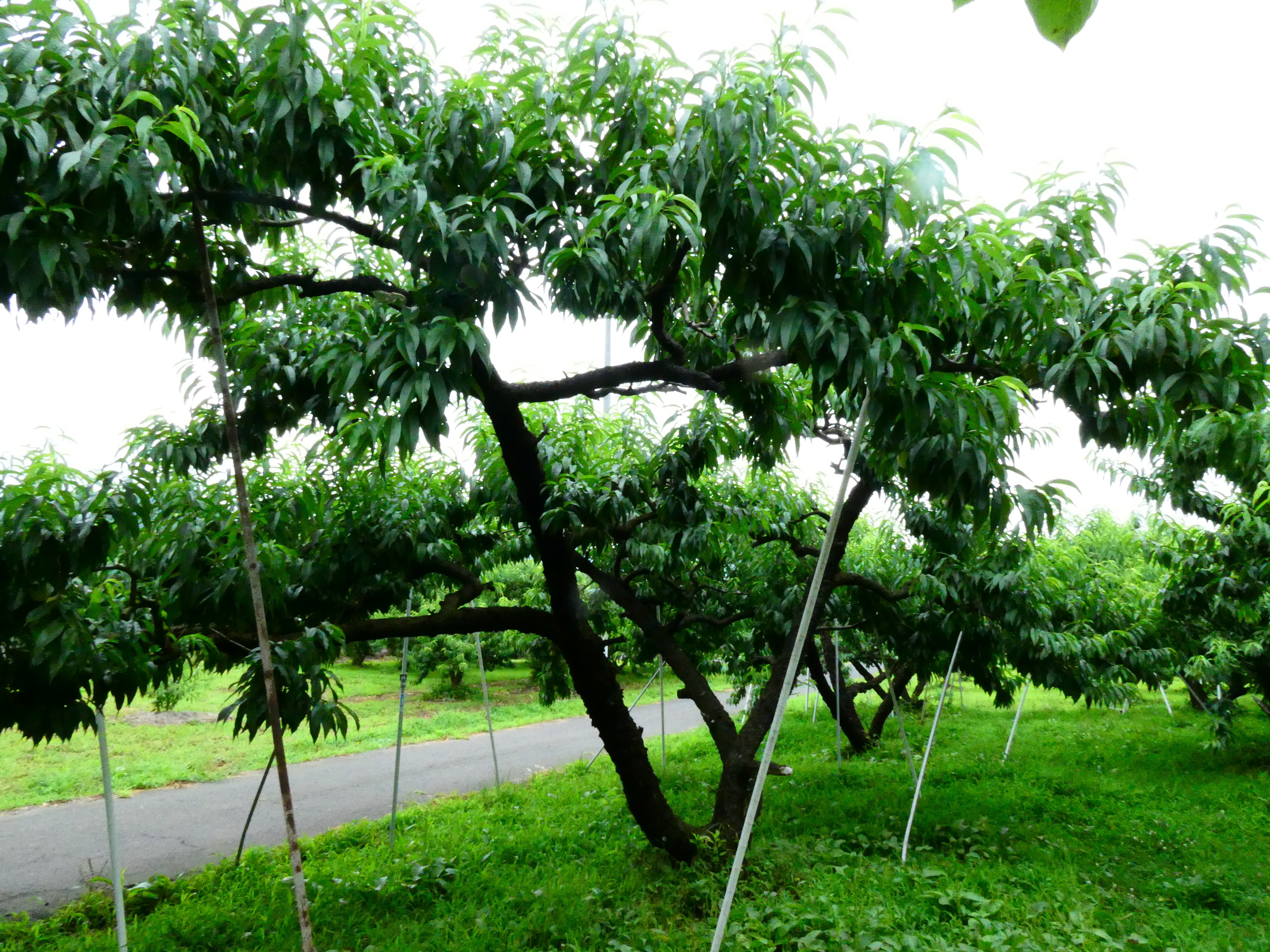 桃の生育レポート＃2025年7月｜クニミノマド オーナー制度