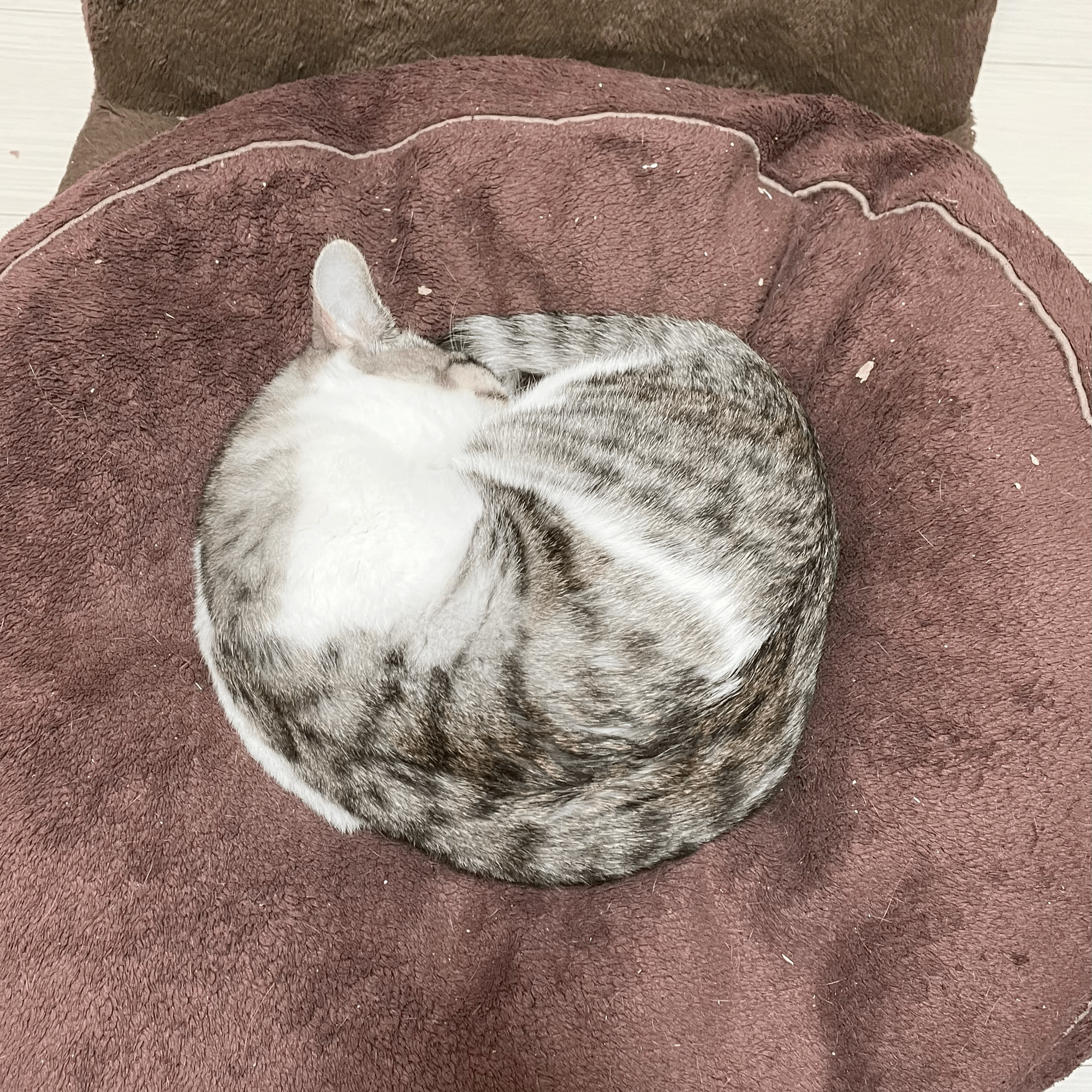 猫だより #35】うちの子の右巻き・左巻き｜インプレス出版事業部