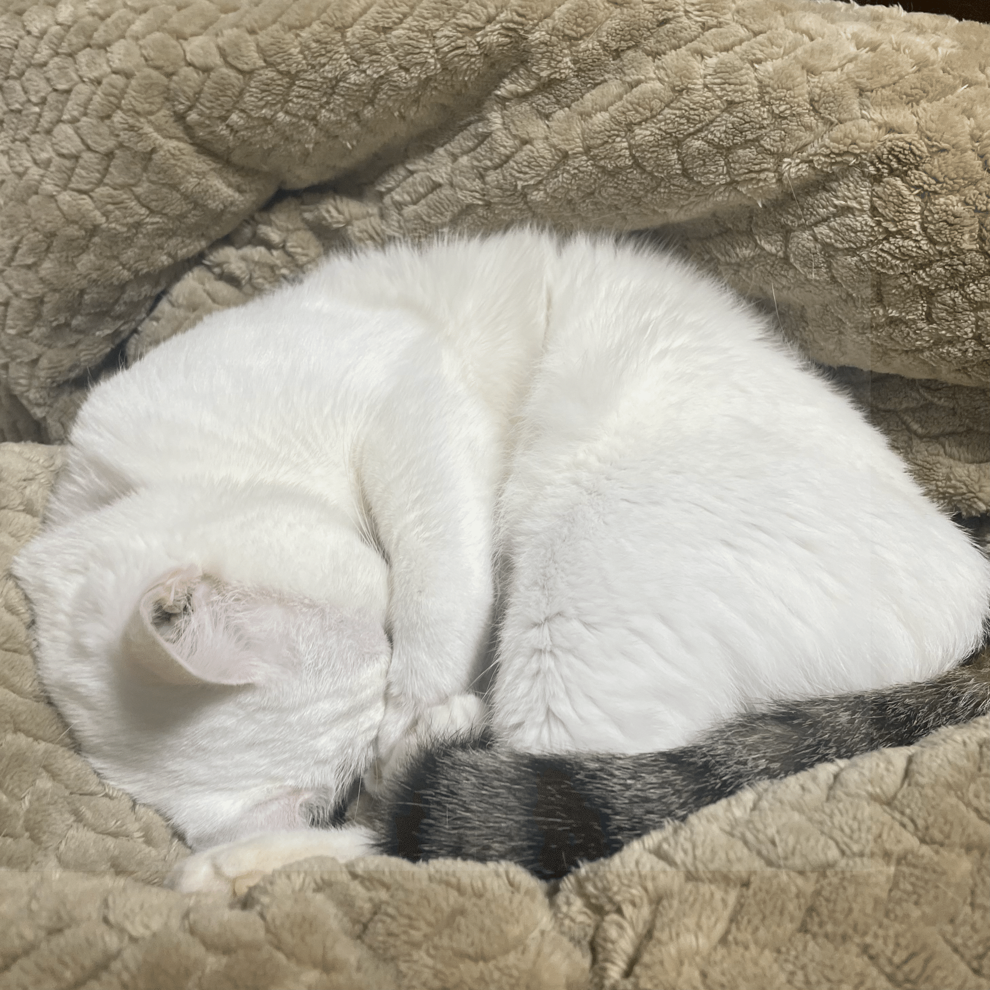 猫だより #35】うちの子の右巻き・左巻き｜インプレス出版事業部