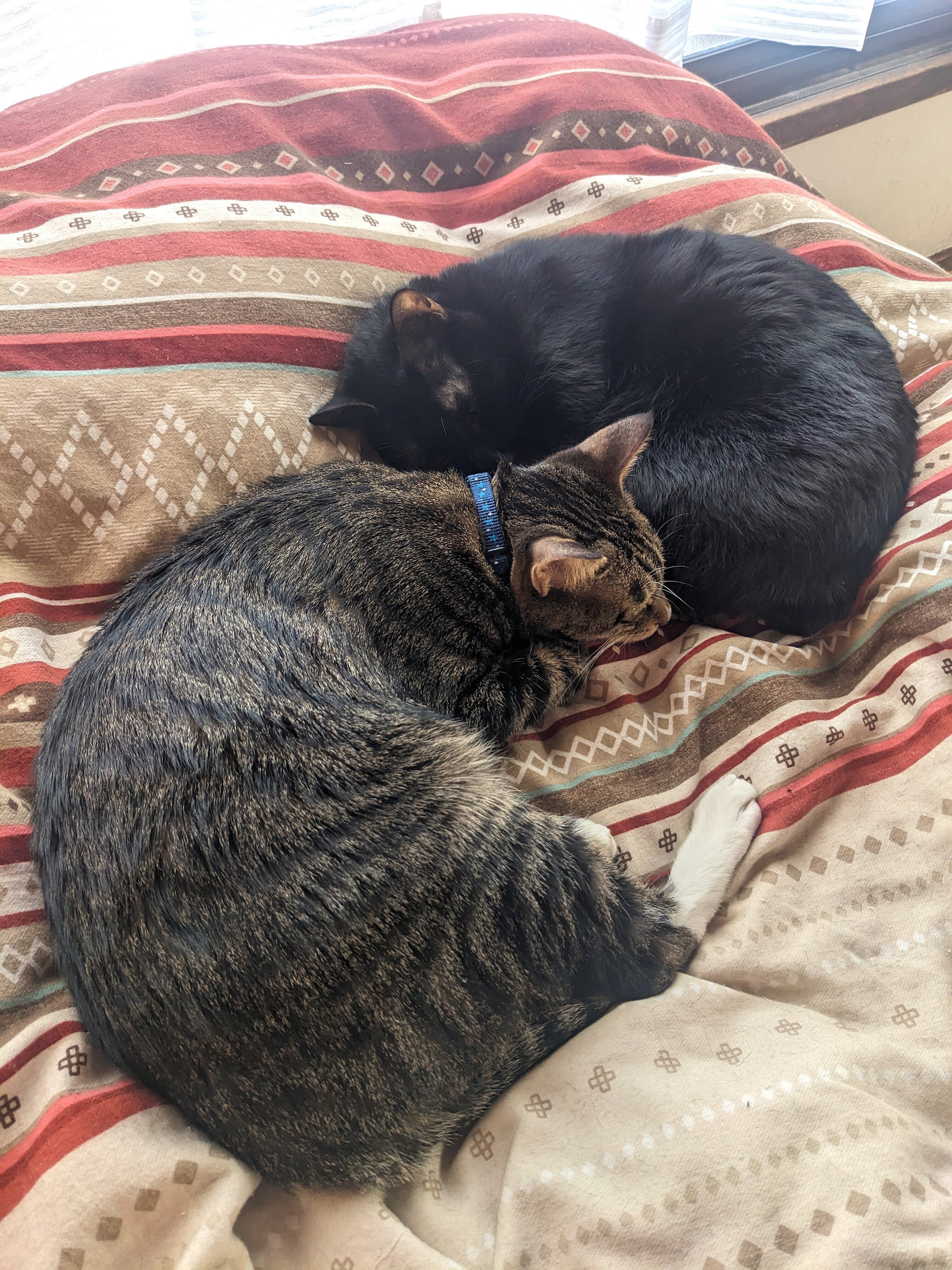 猫だより #35】うちの子の右巻き・左巻き｜インプレス出版事業部