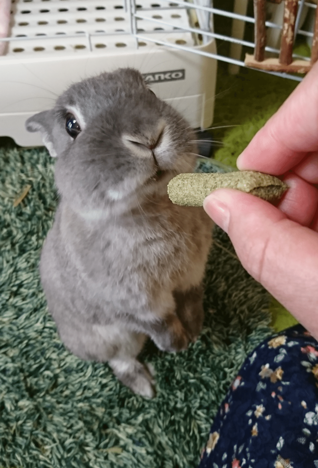 うさぎ放し飼いへの旅のはじまり｜Hana