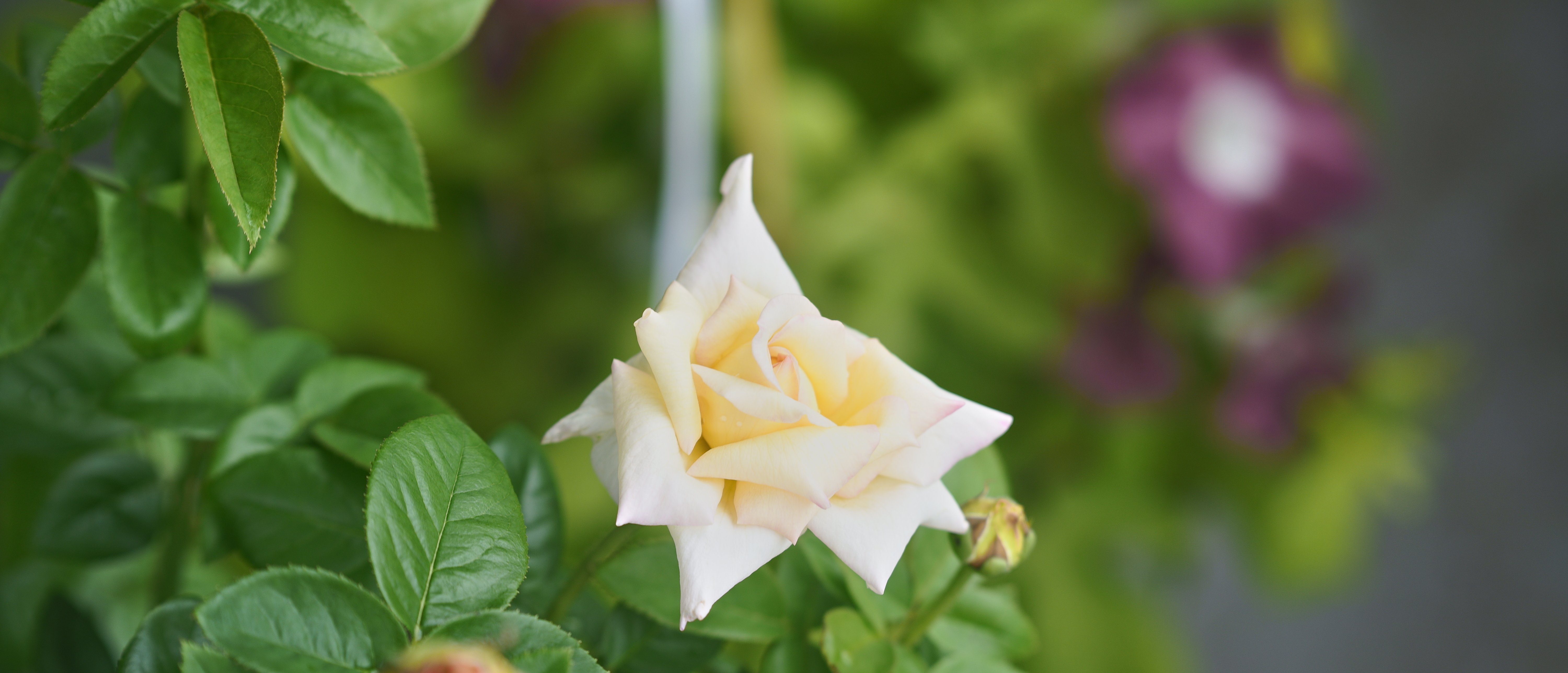 朝比野文雄　10号薔薇 朝雲 ｜バラ苗の通販の篠宮バラ園