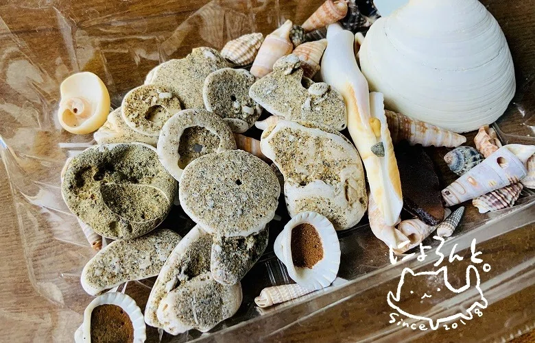 貝化石に牛乳瓶の蓋サイズハスノハカシパンにハイガイ！検見川浜で