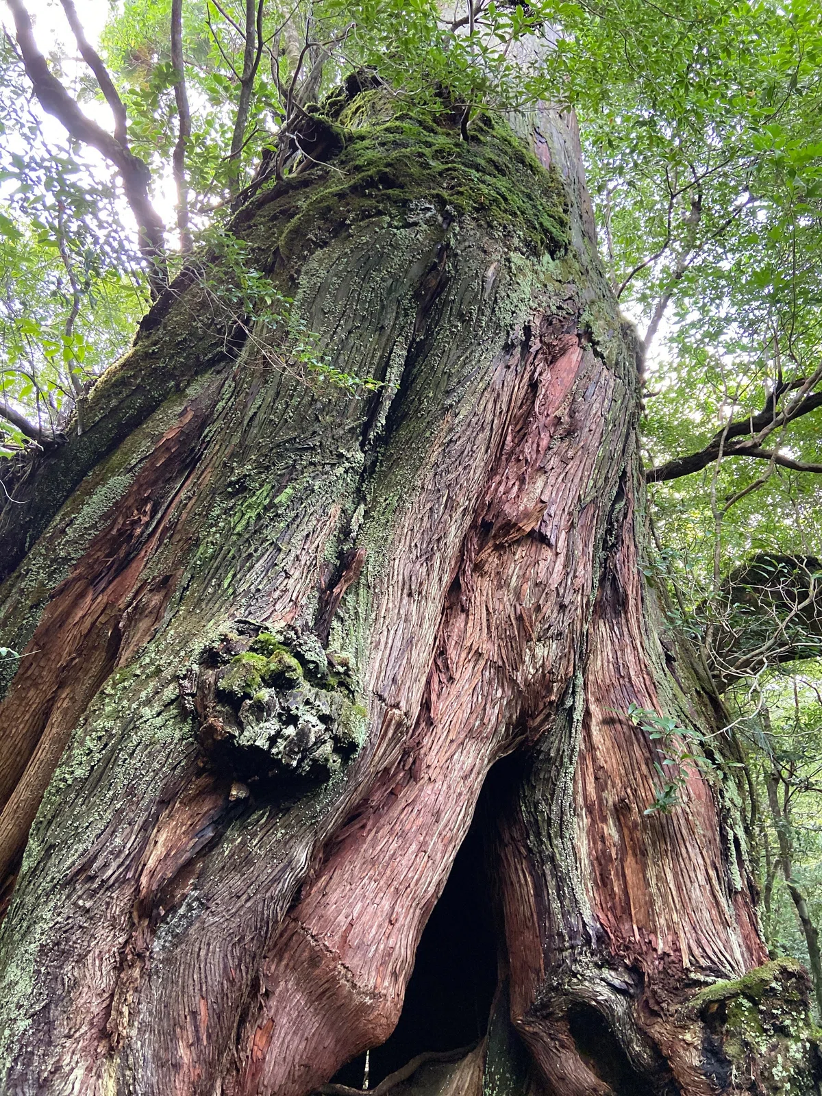 雨と緑に包まれた時間──はじめての屋久島、縄文杉へ｜yukinokoe