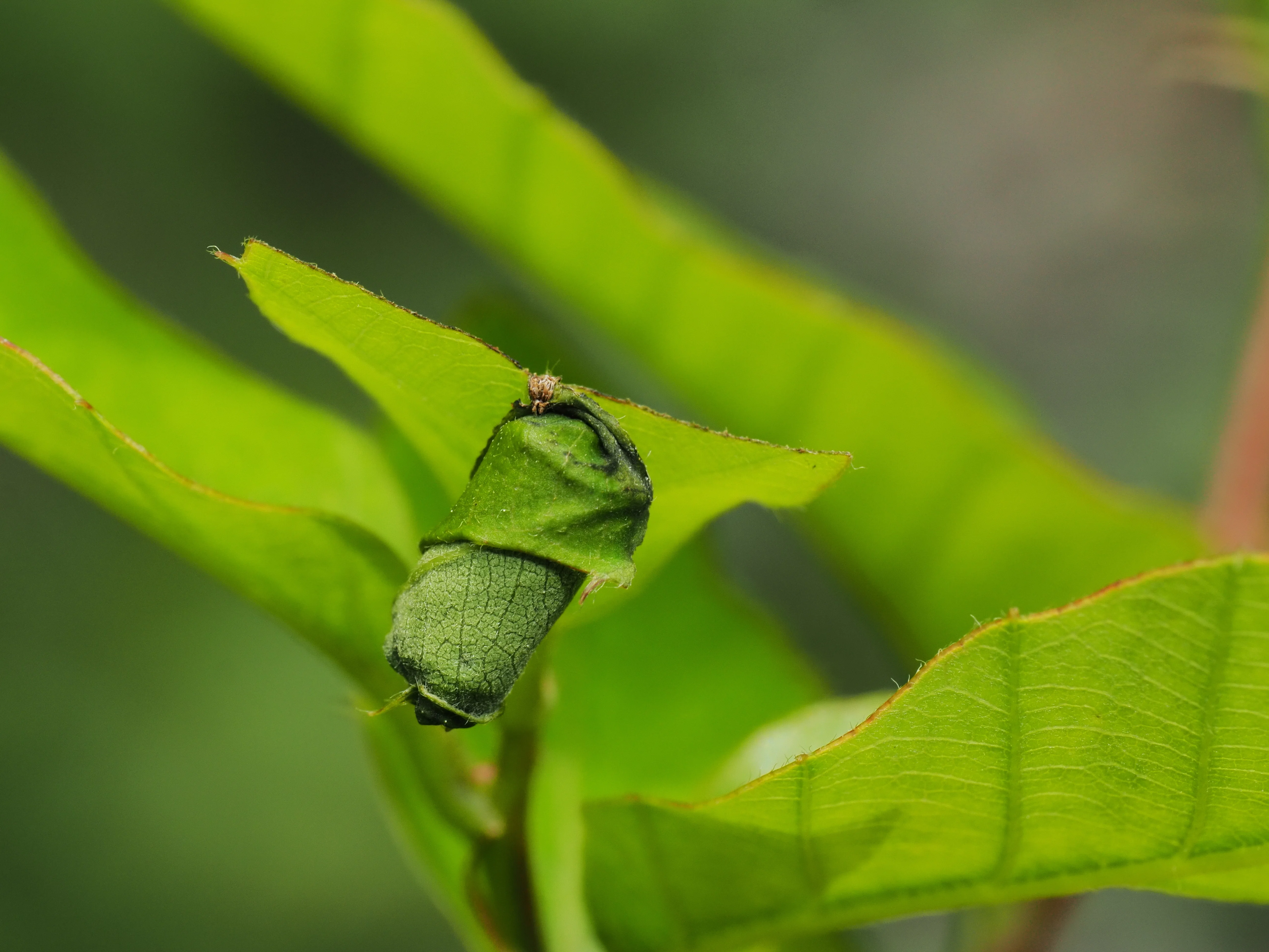 虫と私の境界が消えるとき｜小さな命に、ふと自分をうつすとき
