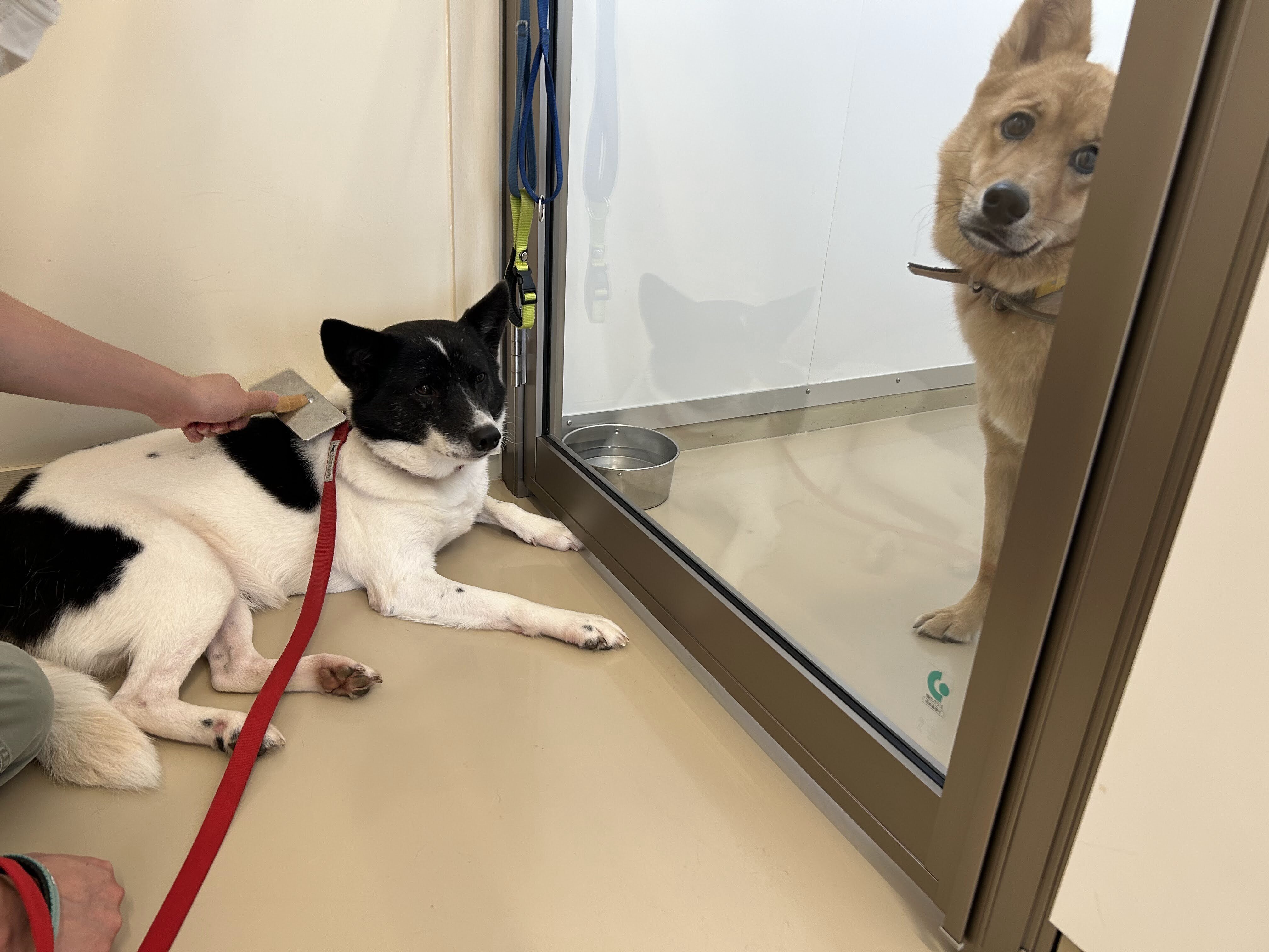 犬猫の小仔科 誕生から６カ月令まで LLLセミナー 犬猫の小仔科 誕生から6カ月令まで LLLセミナー - 健康・医学通販