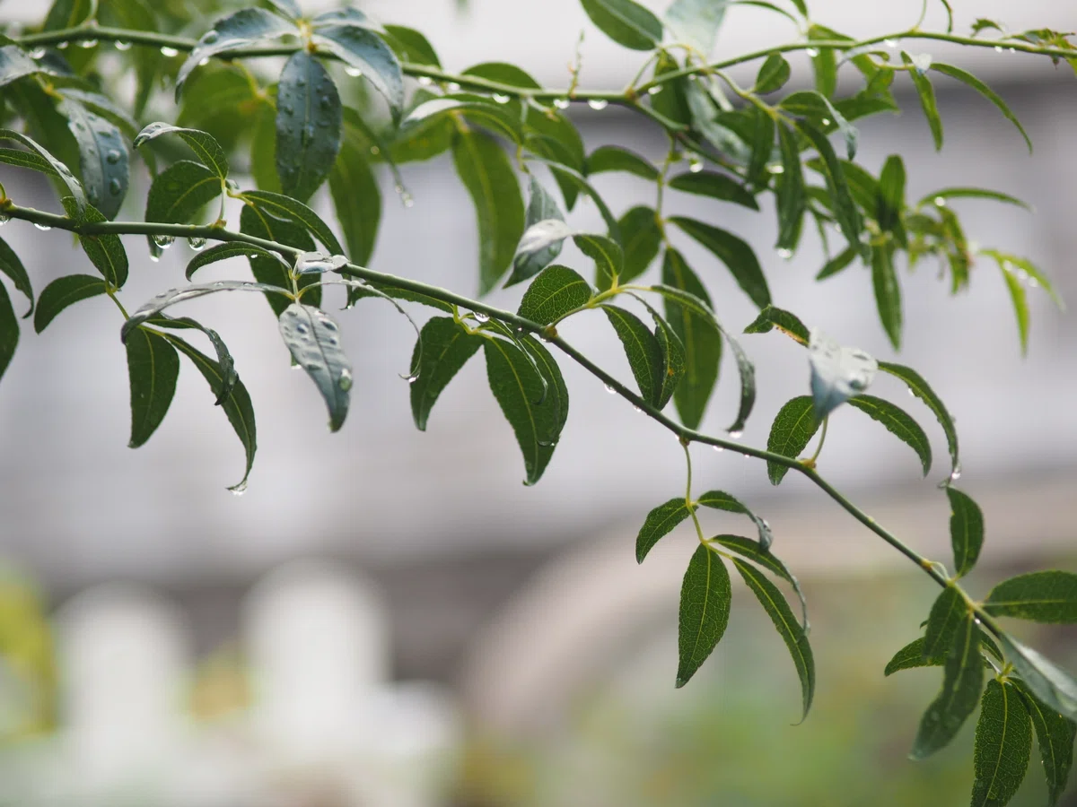 フォーサーズレンズだより(その4：40-150mmF3.5-4.5)｜cherubino