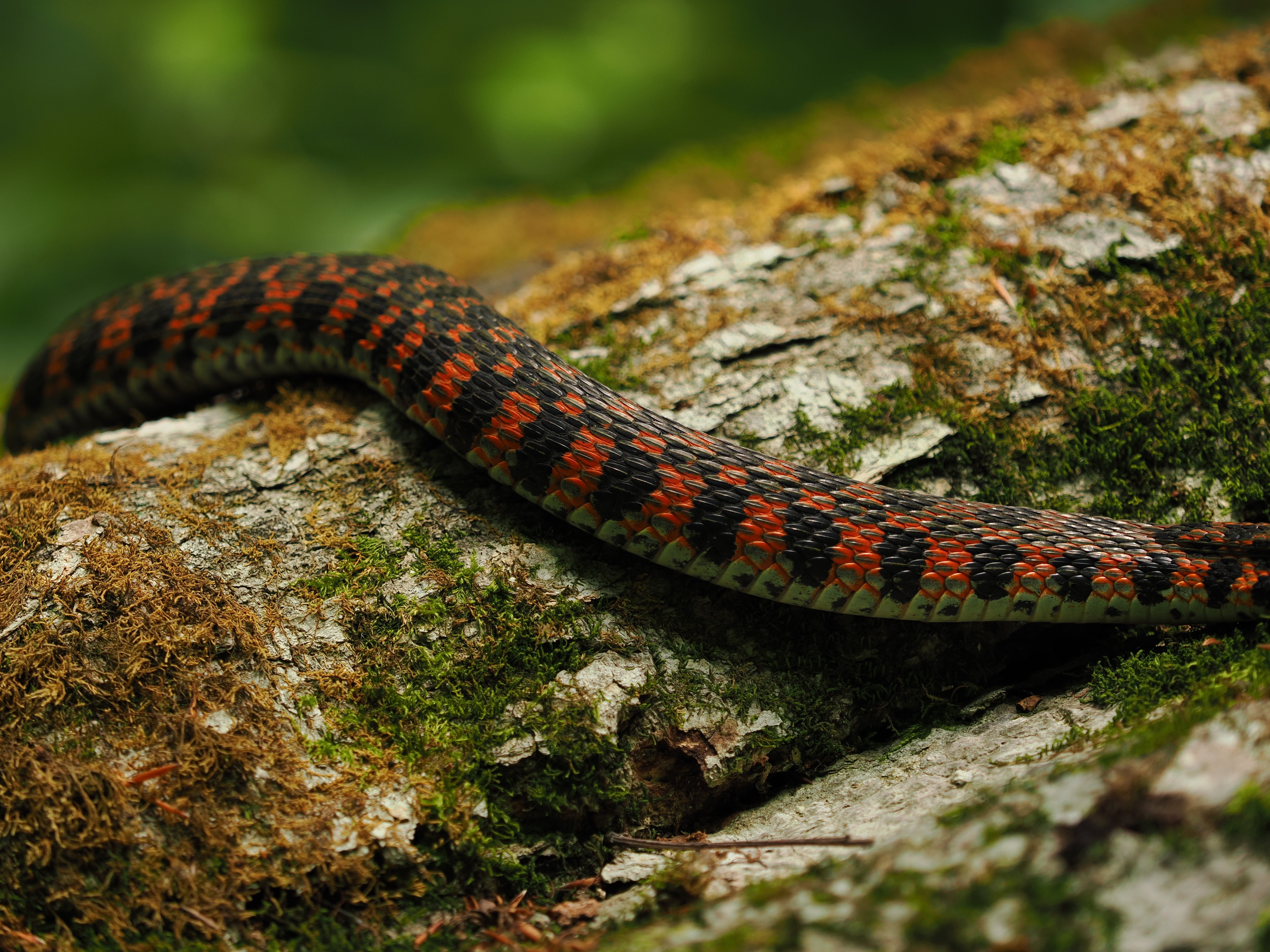 美しき赤楝蛇｜奥入瀬日和@星野リゾート