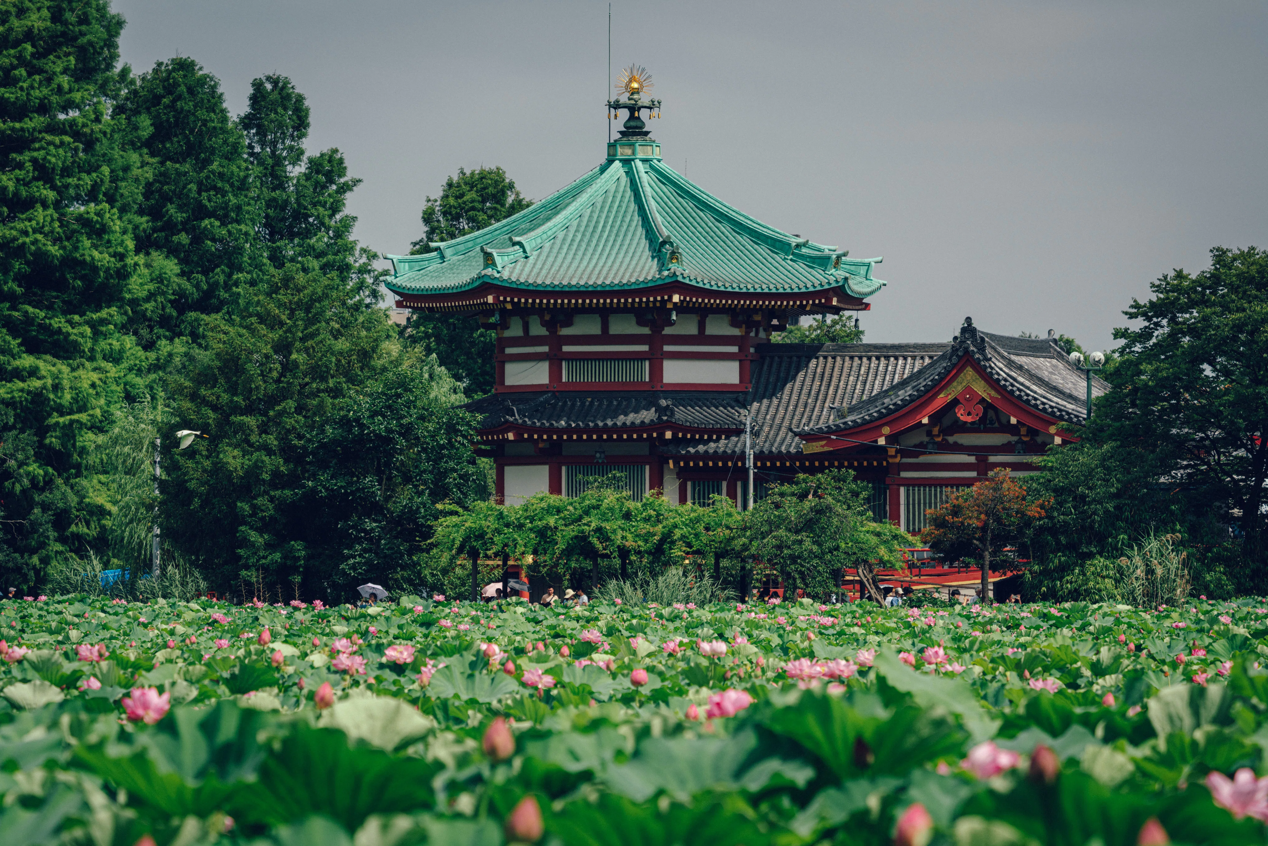 写真作例】上野・不忍池の蓮を撮ってみよう。｜横田 裕市/写真家×編集者