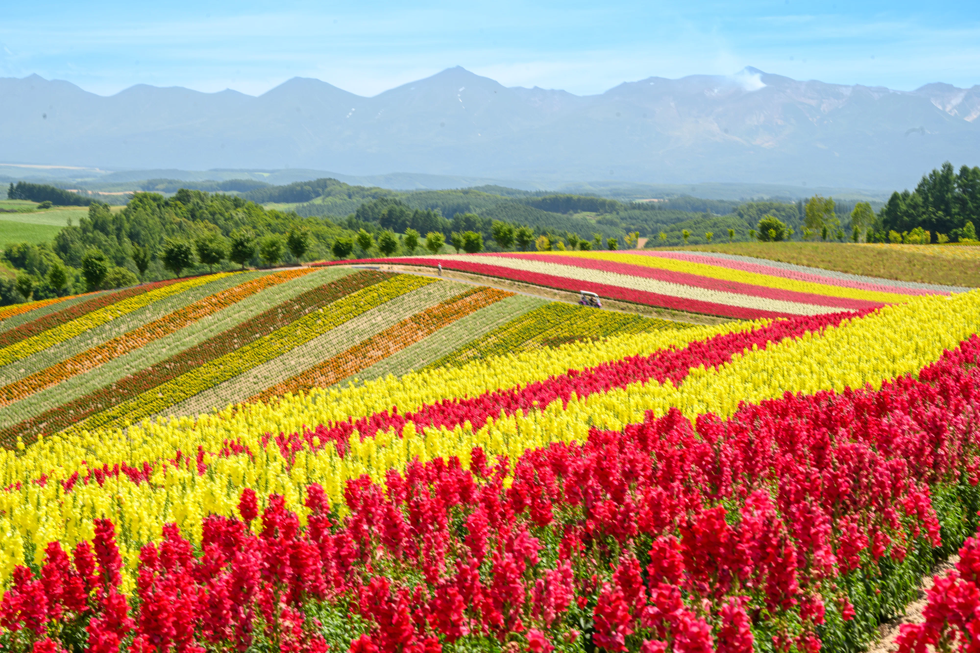 ラベンダーを求めて北海道「富良野・美瑛」の旅｜佐宗大介＠旅と散歩と