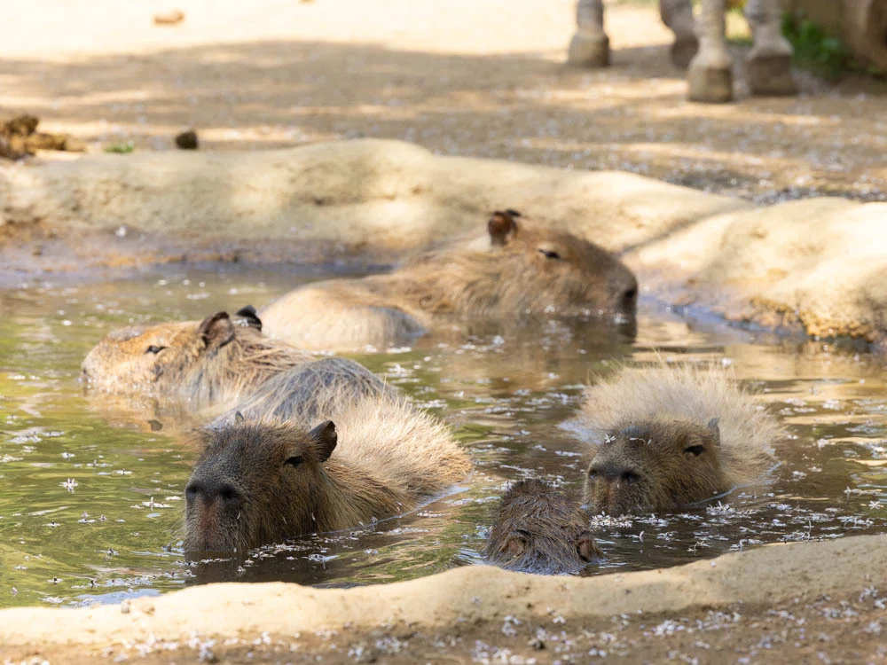 とくしま動物園のカピバラ放飼場が2つに増えたので訪ねました