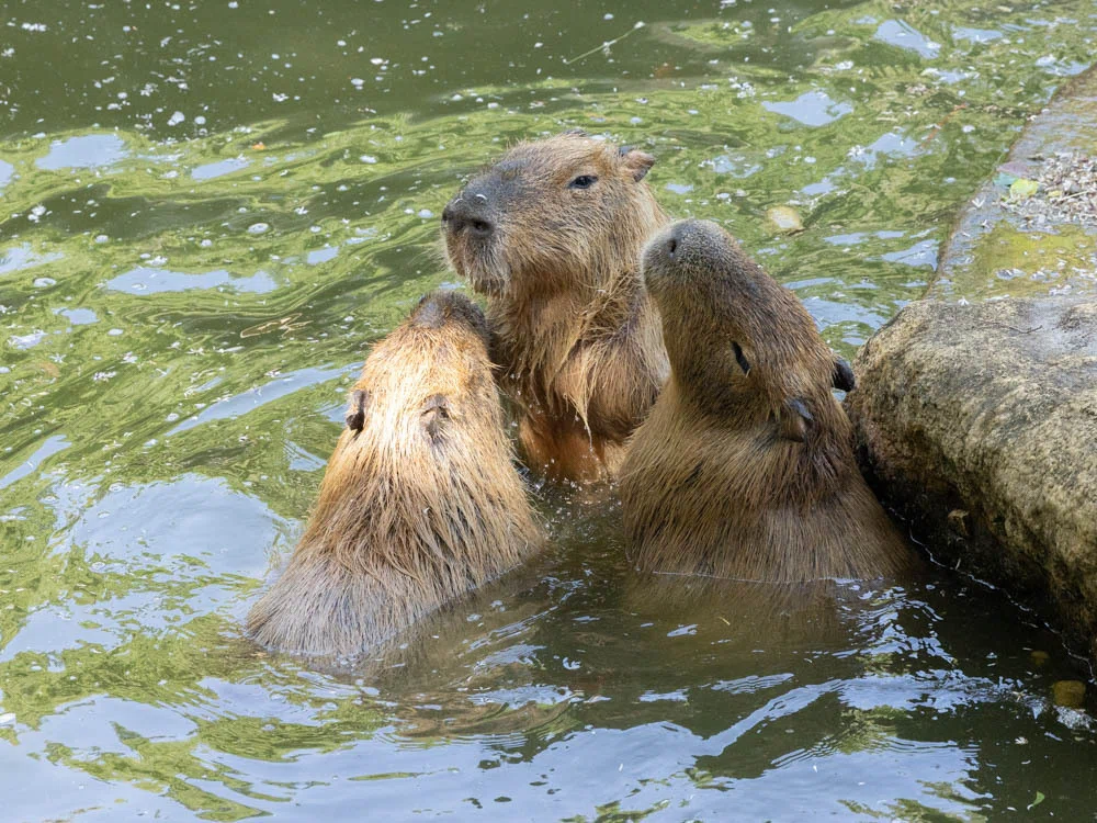 I visited Tokushima Zoo because the capybara enclosure has been