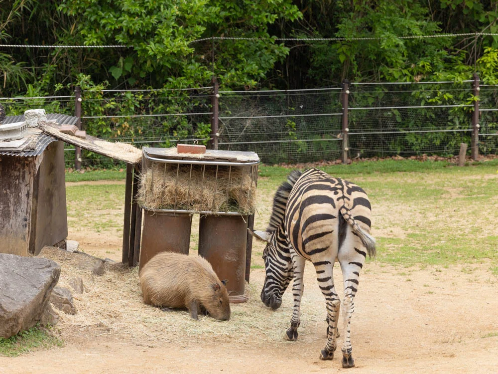 I visited Tokushima Zoo because the capybara enclosure has been