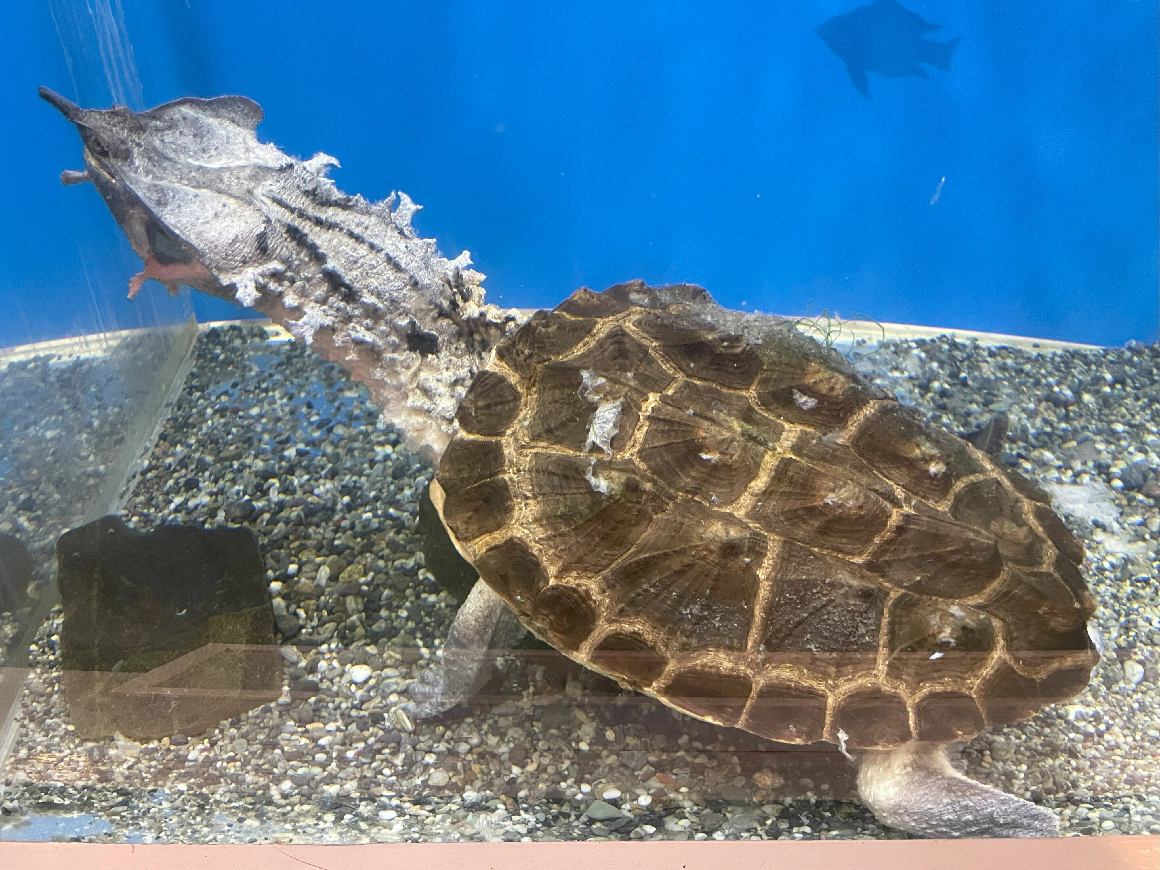 マタマタ《展示動物解説》｜桂浜水族館 公式